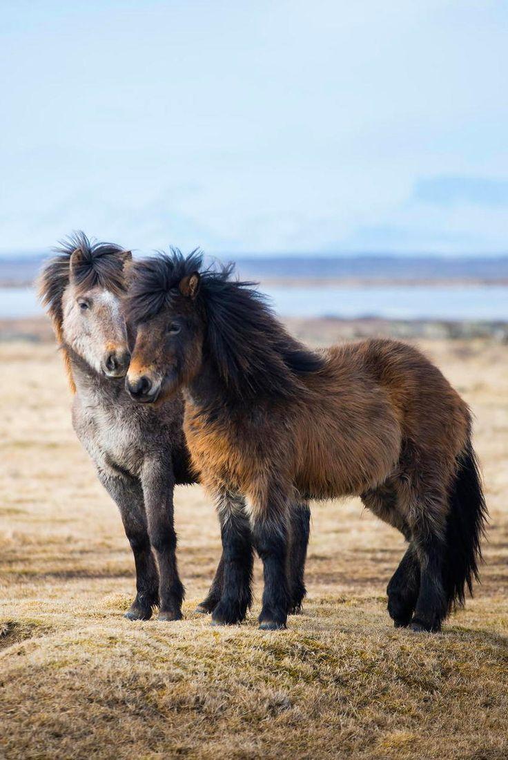 Icelandic horses. Photo by robin kamp es dort ein klein