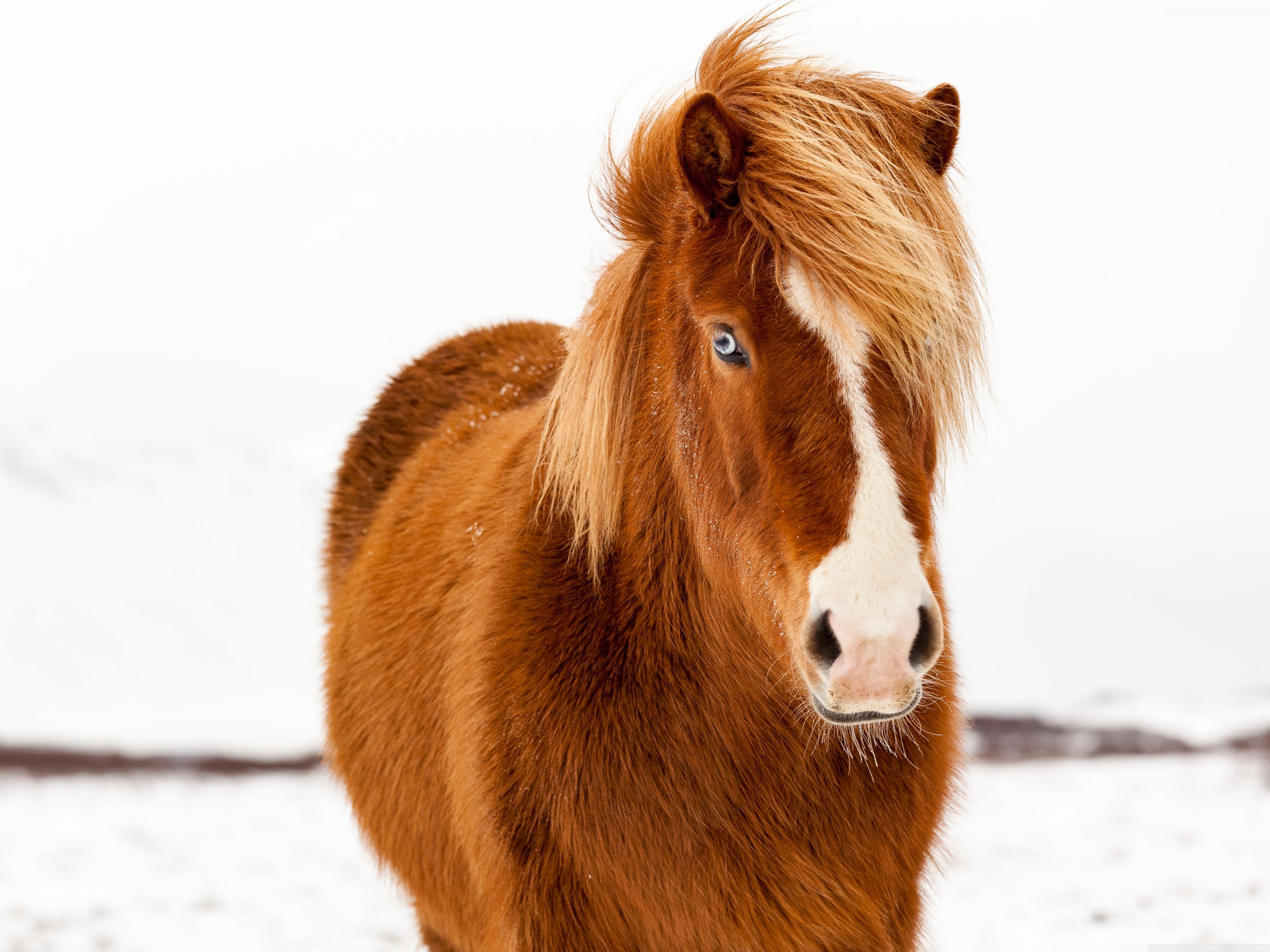 WallpaperWide.com ❤ Horses HD Desktop Wallpaper for 4K Ultra HD