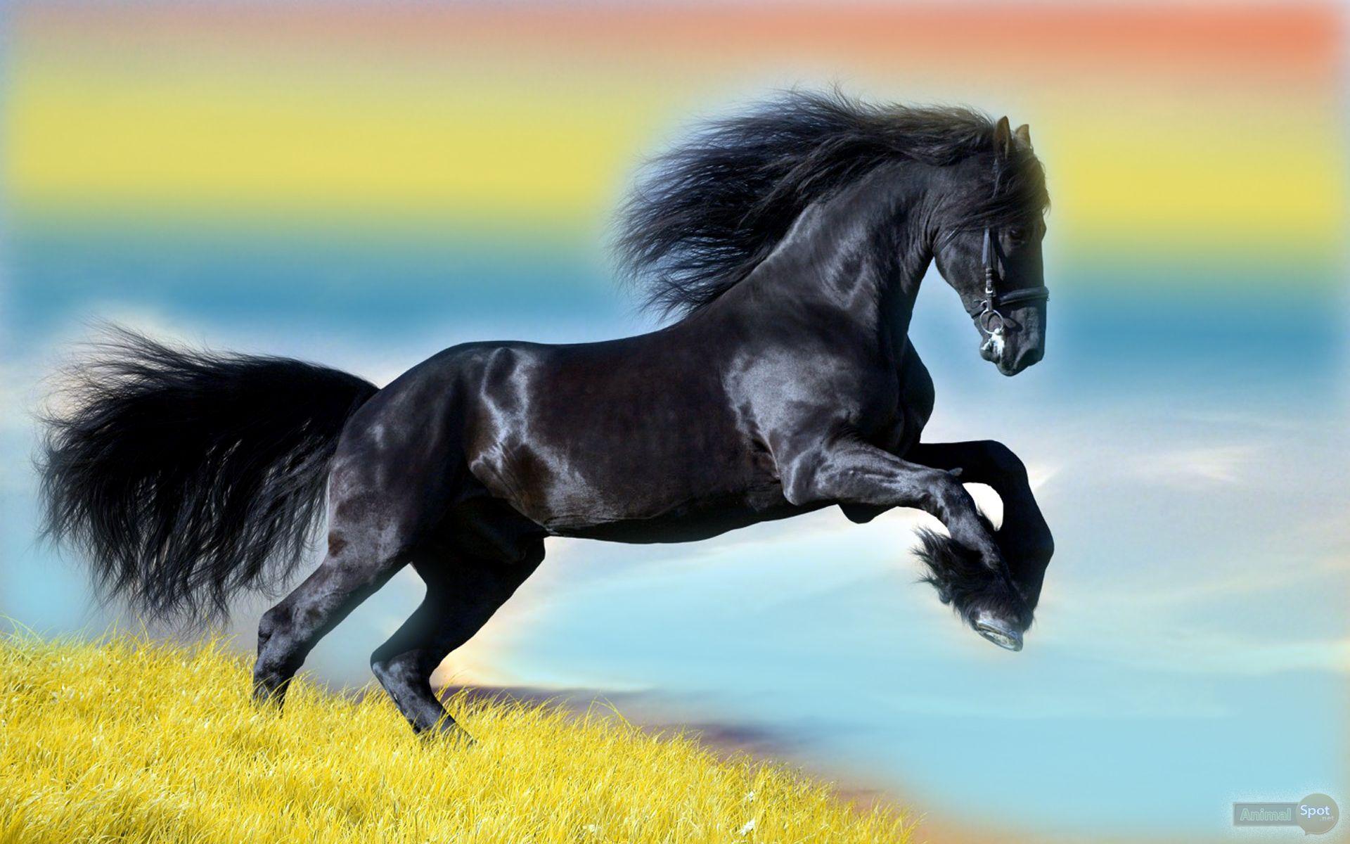 Horse Wallpaper
