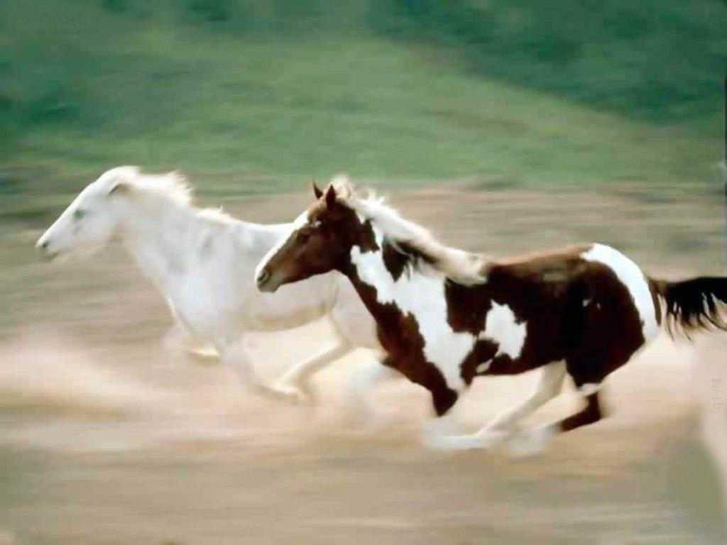 Beautiful Horses Wallpaper Animals Just because I like it