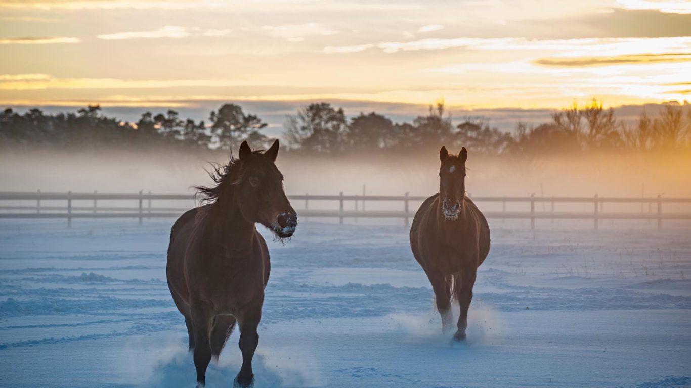 Animals: Pony Horse Shetland Farm Animal Beauty Cute Amazing