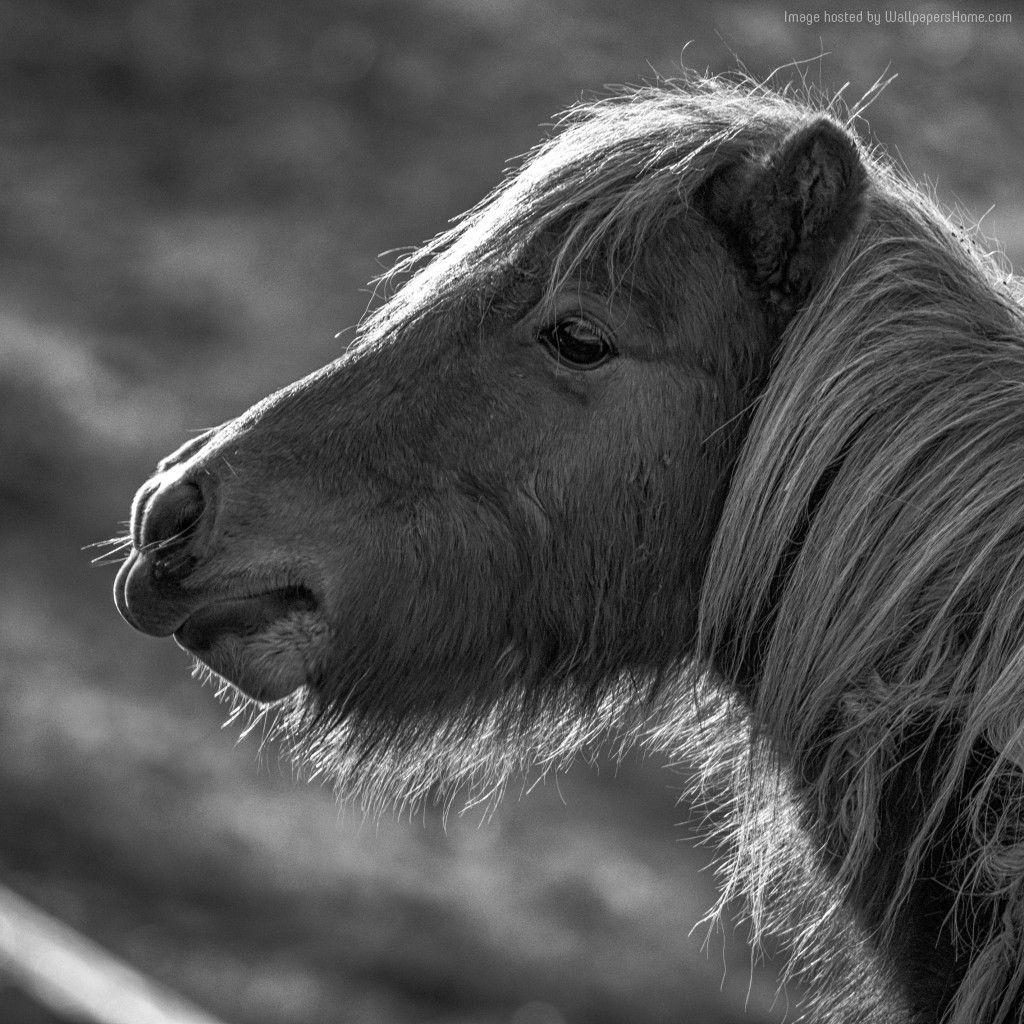 Wallpaper Horse, Pony, black and white, Animals
