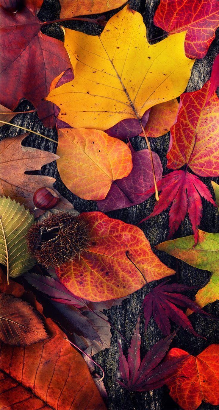 Thanksgiving Autumn Leaves Wallpapers Wallpaper Cave