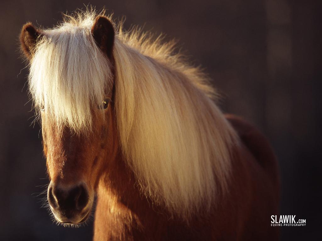 Slawik horse. Beautiful Horses. Horse, Animal