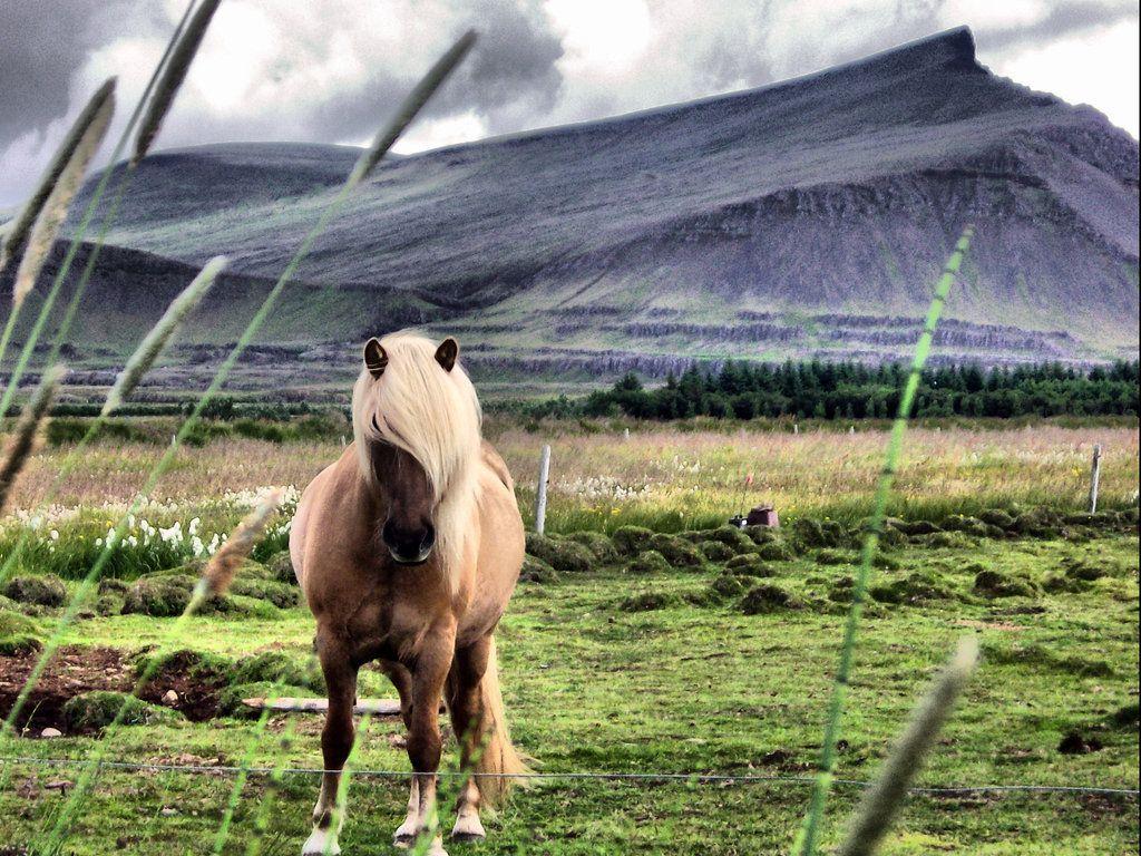Icelandic horse