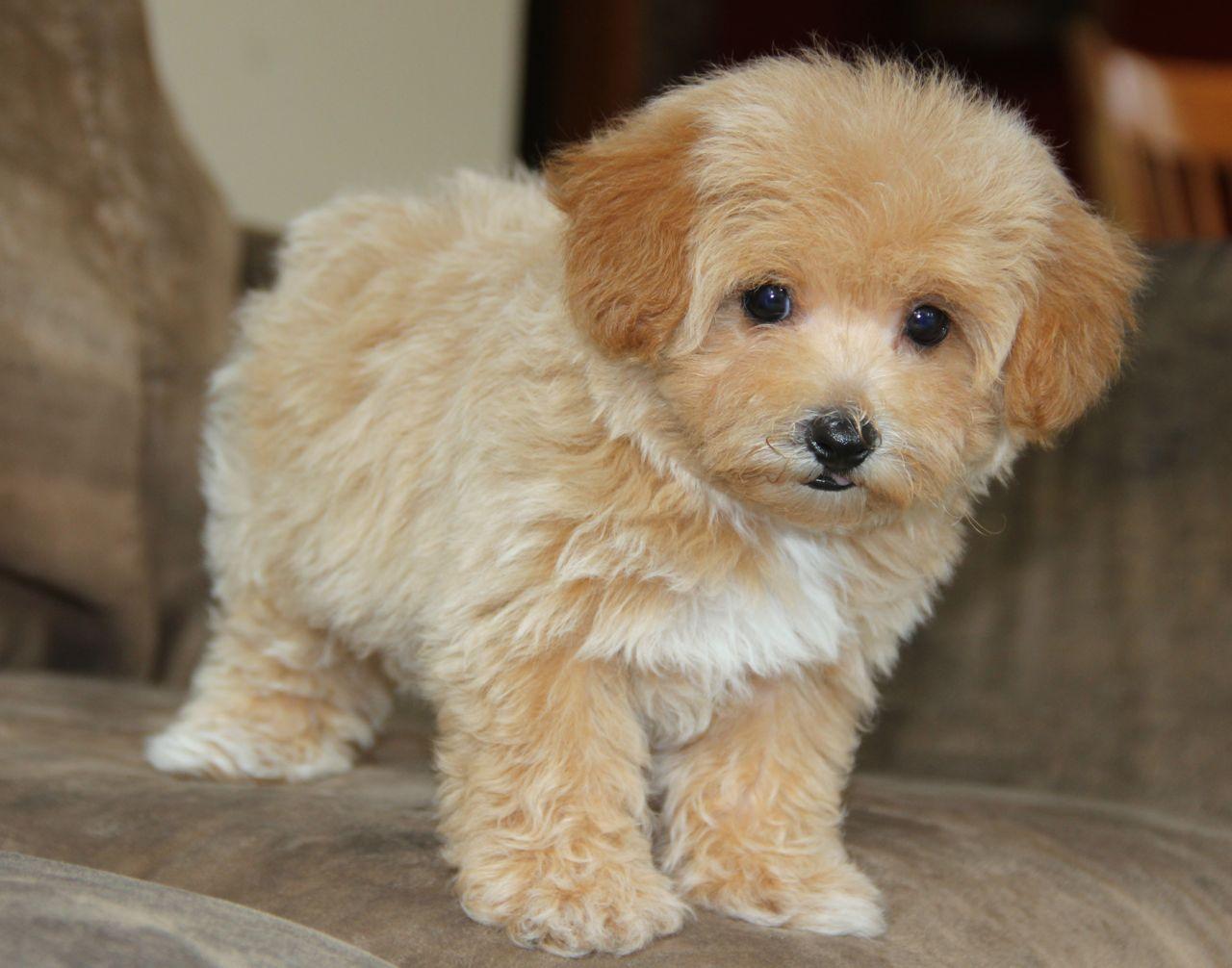 fully grown maltipoo