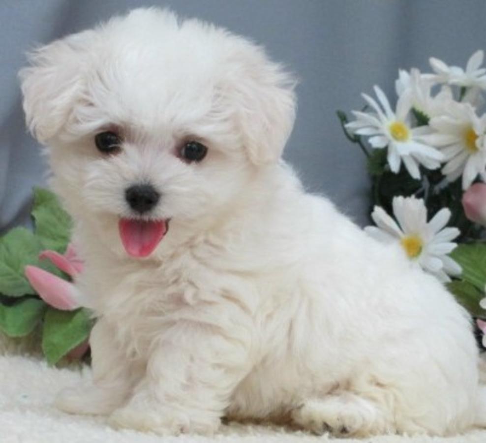 Teacup And Toy Maltipoo Puppiesavailable From Puppy Breeders