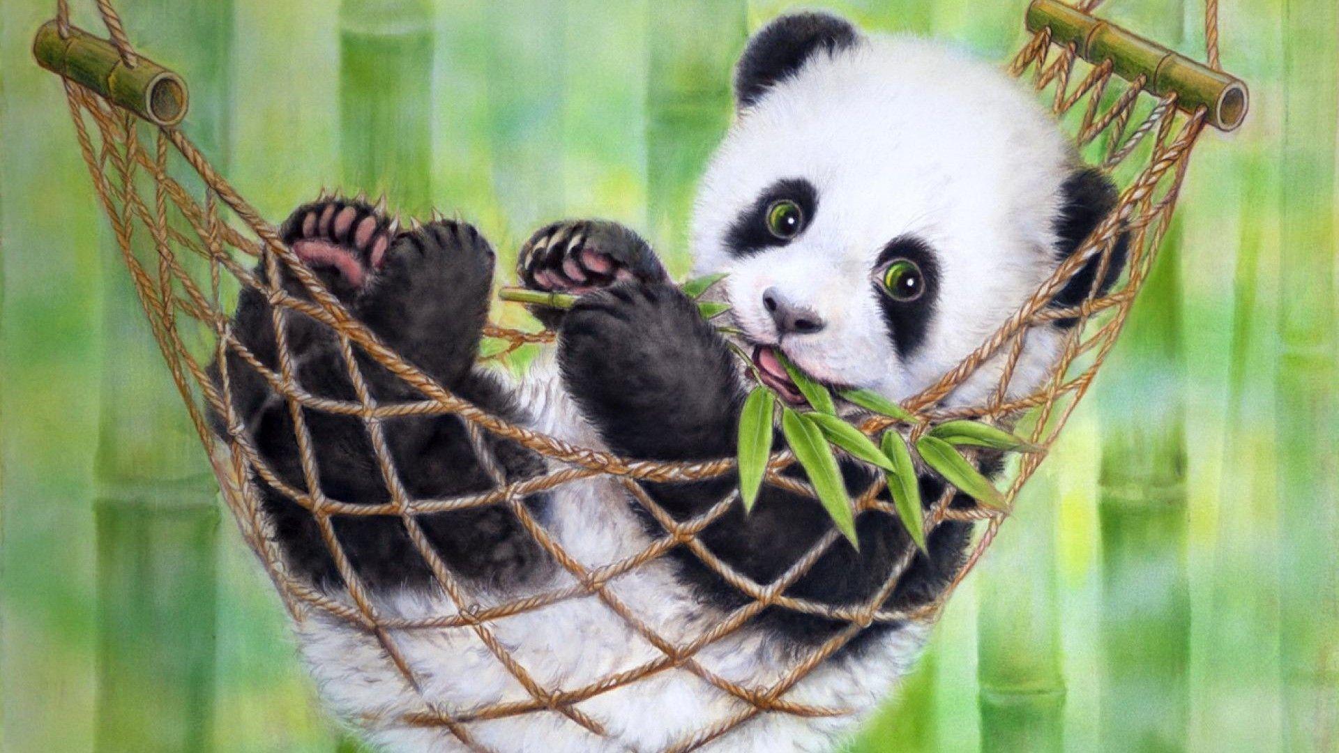 Panda Wallpaper Cute Panda Bears Photo 1920x1080