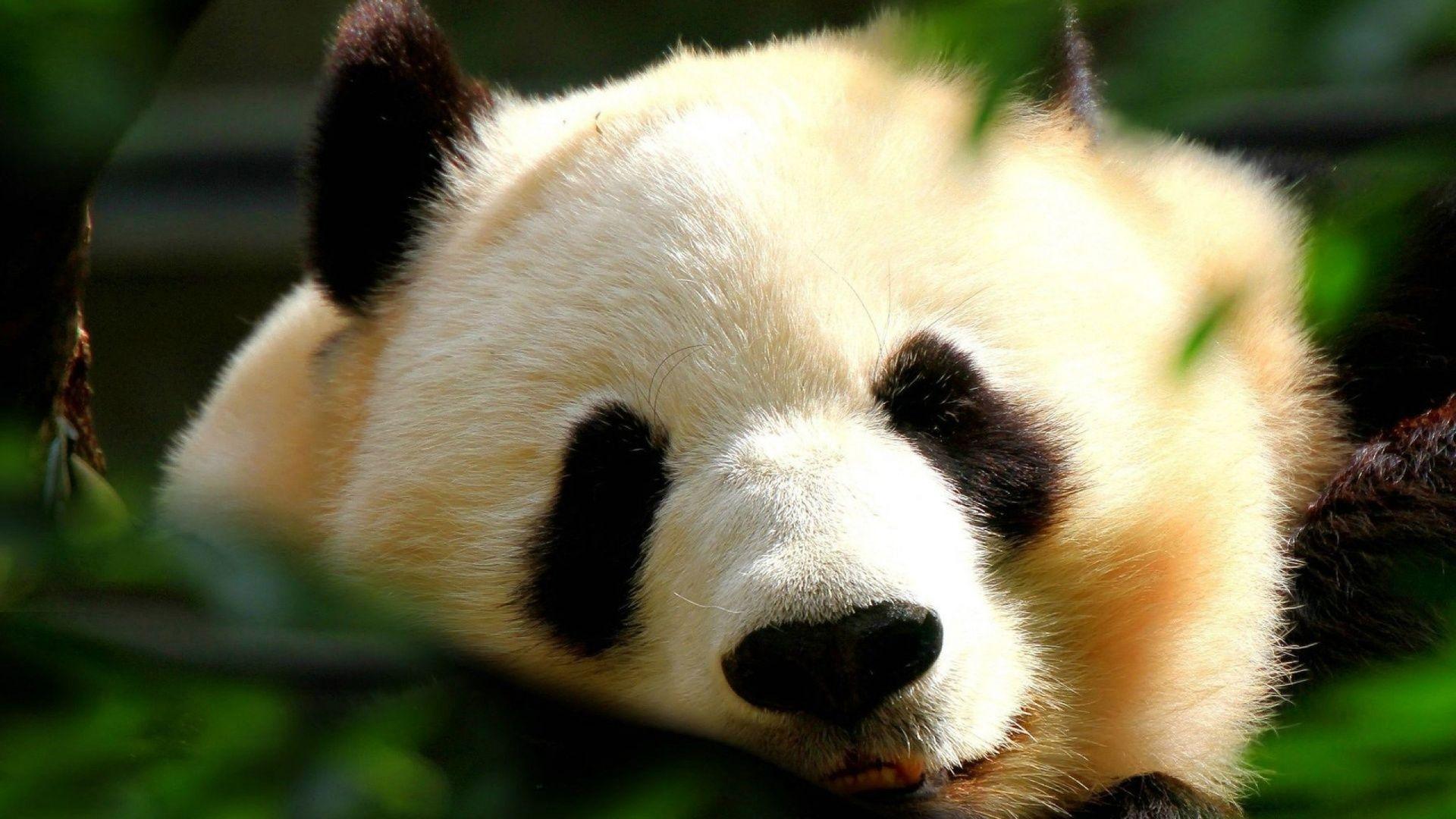 Cute Panda Wallpaper 15783 1920x1080 px