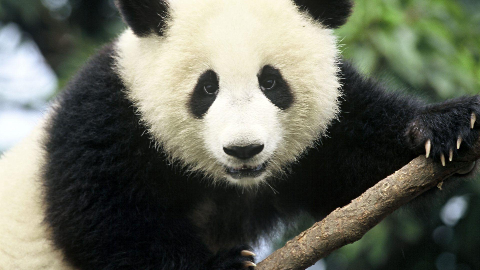 Pandas Tag wallpaper: Bears Baby Baer Cute Panda Pandas