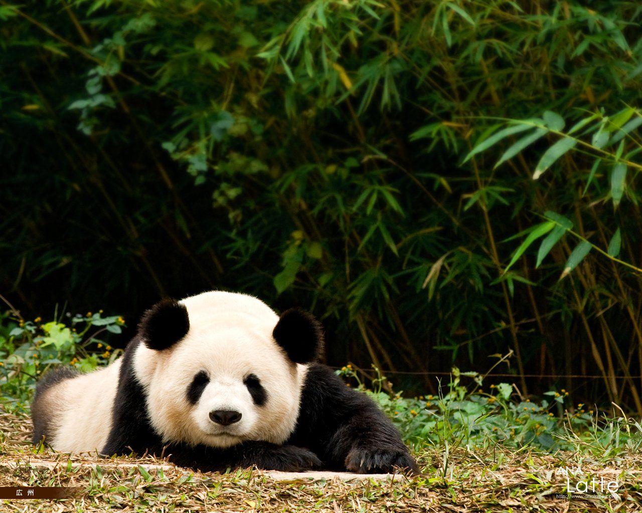 Cute Baby Panda Playing