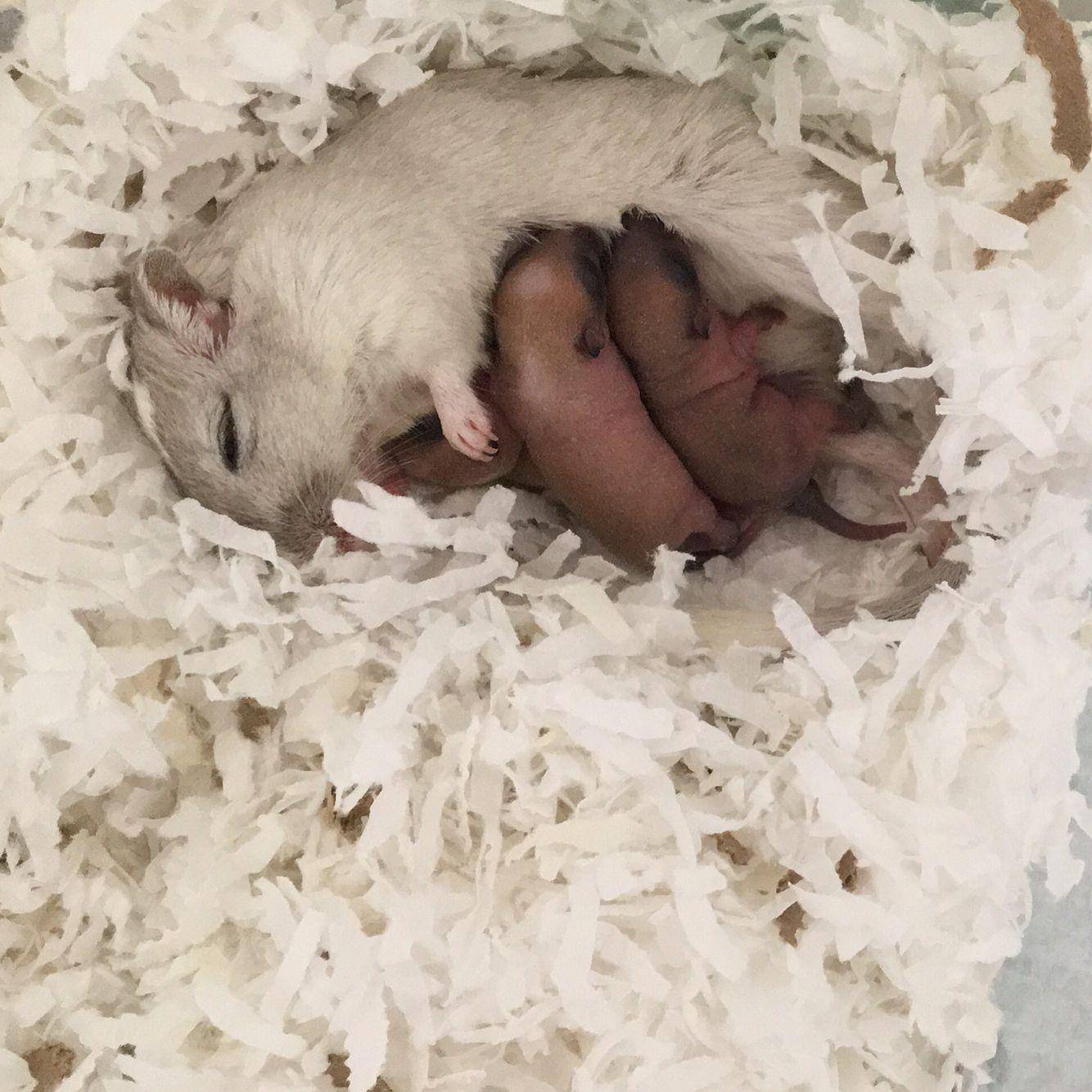 Adorable baby gerbils nursing. Check out more cute gerbil picture