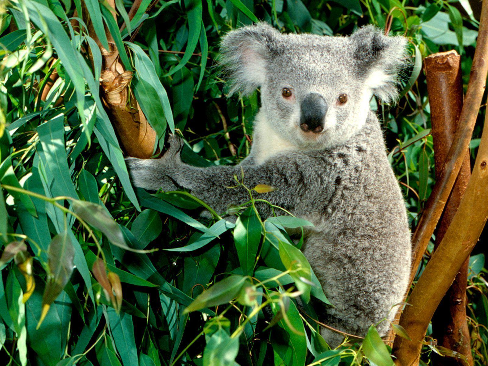 Koalas Bears Animals