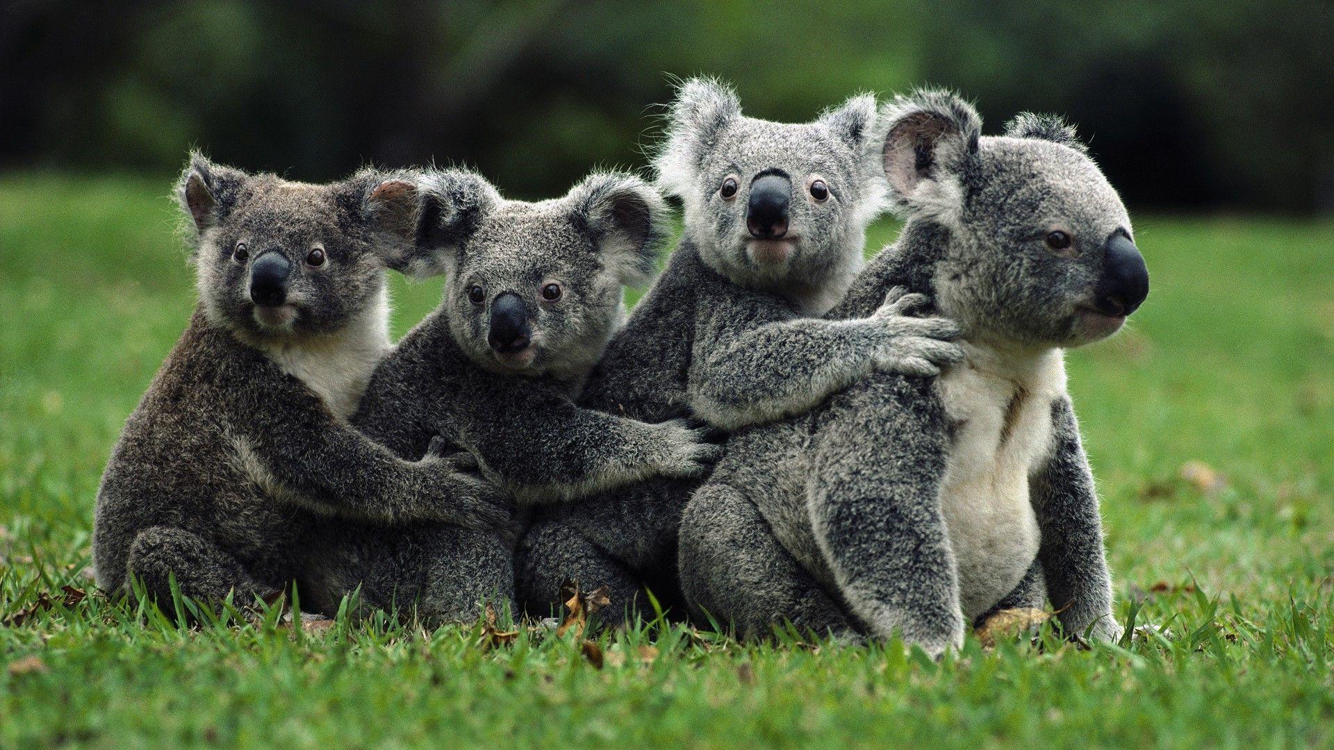 nature, Koalas, Animals Wallpaper HD / Desktop and Mobile Background