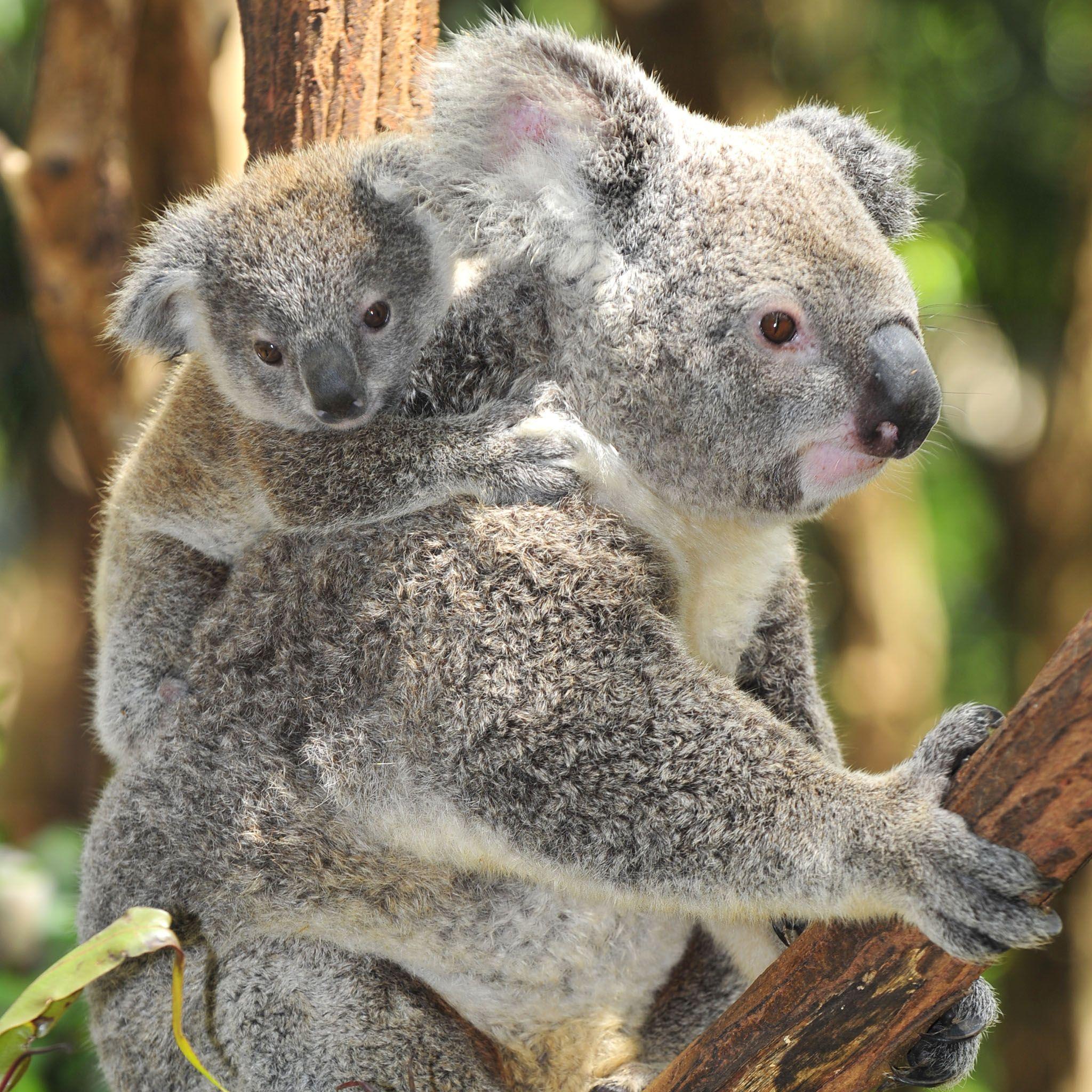 Коала отзывы. Коала сумчатое. Карликовая коала. Бурая коала. Коала и Ленивец.