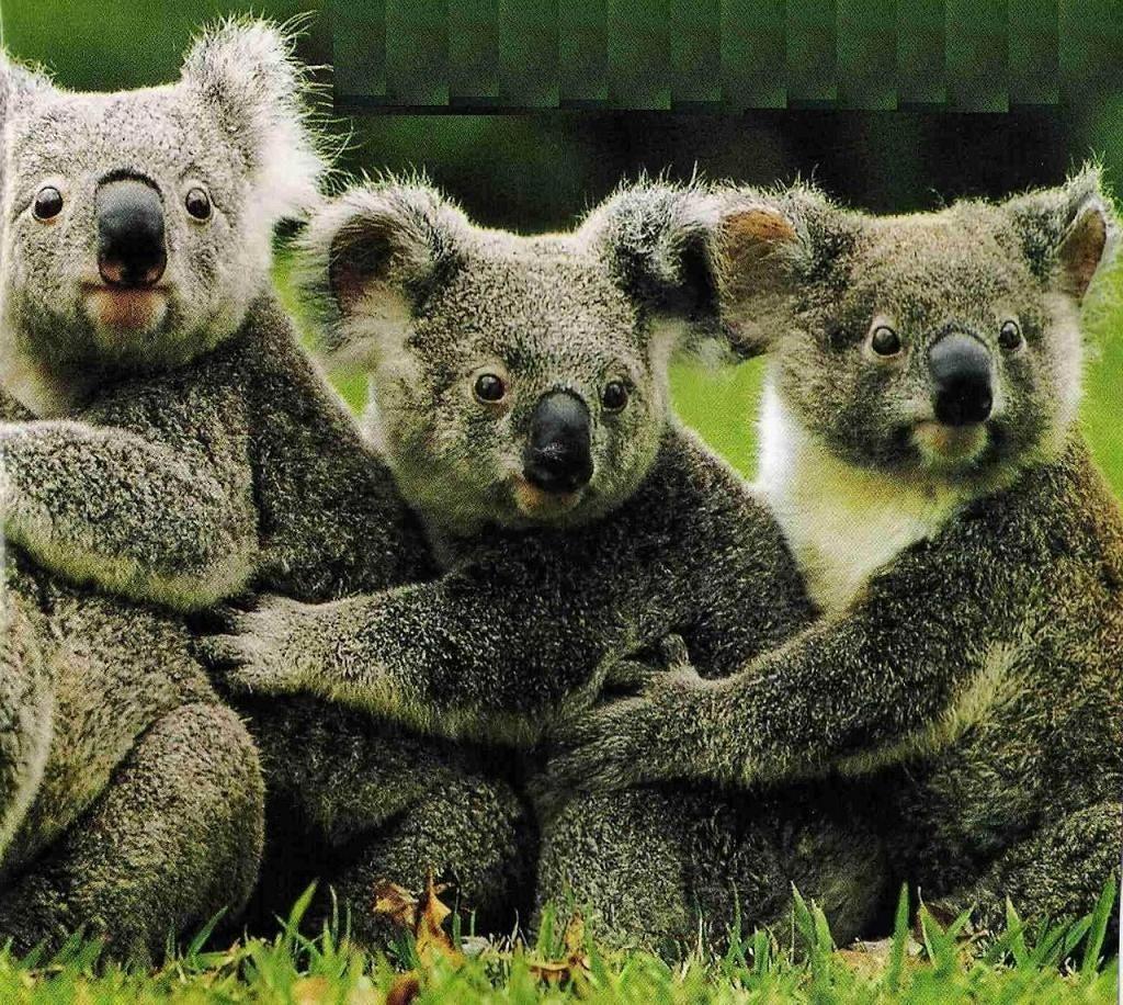 australia Koala Australia Wallpaper Fanpop. HD Wallpaper