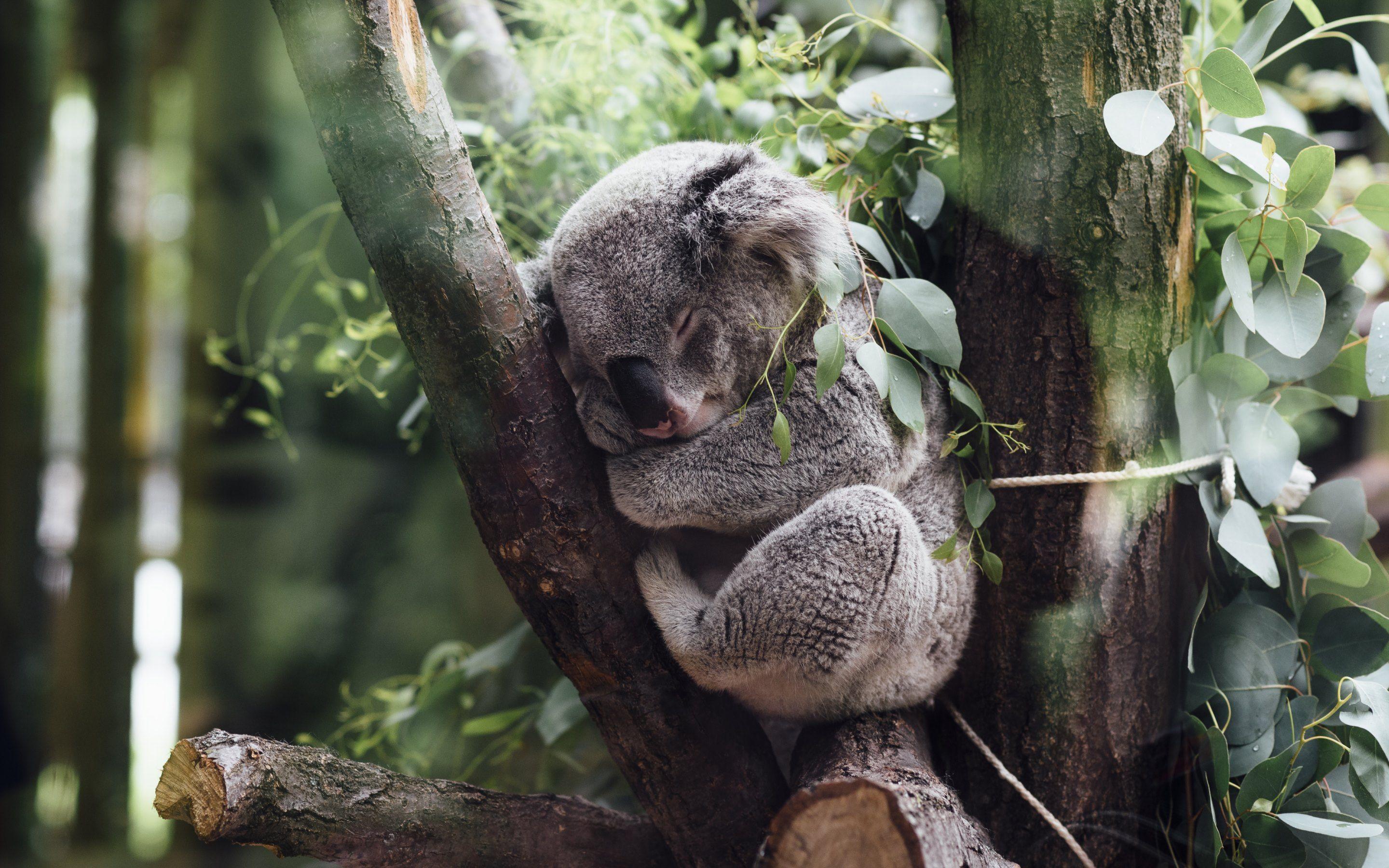 Koala Bear at Zoo. HD Wallpaper · 4K