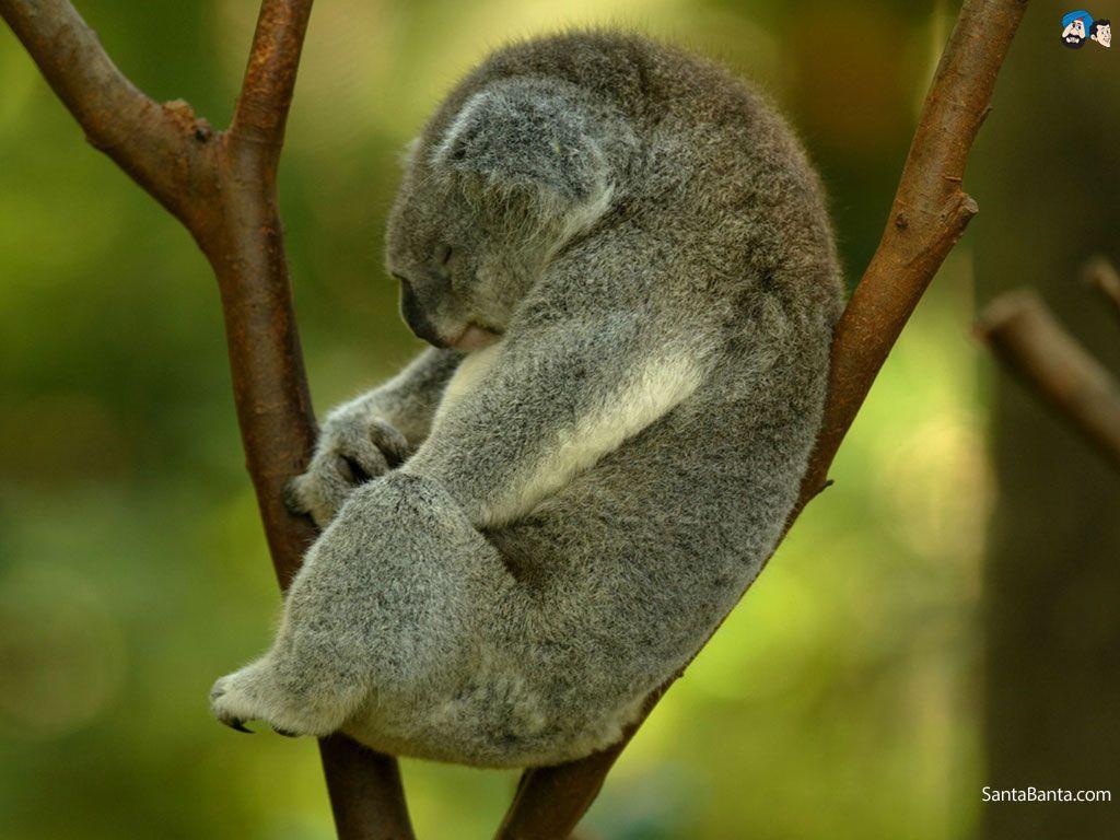 sleeping koala wallpaper