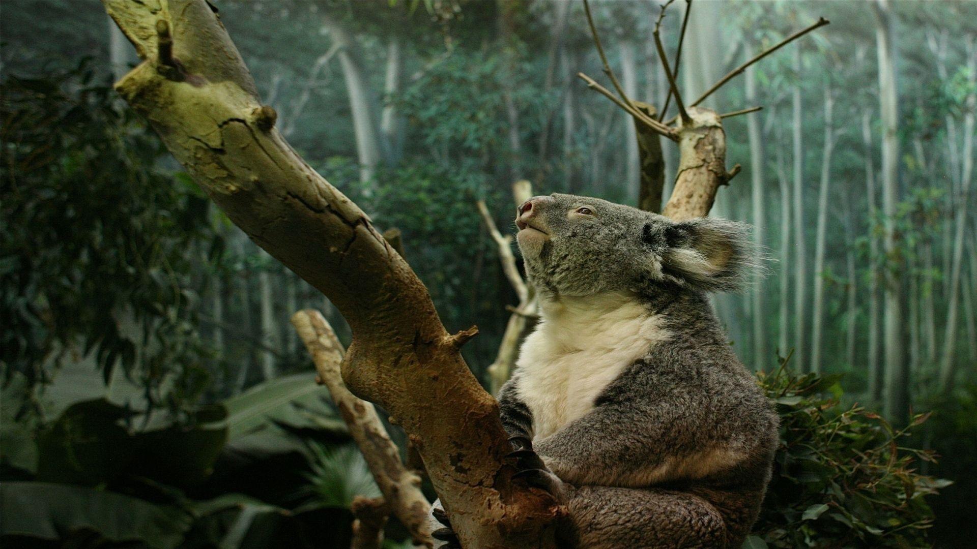 Full HD 1080p Koala Wallpaper HD, Desktop Background 1920x1080