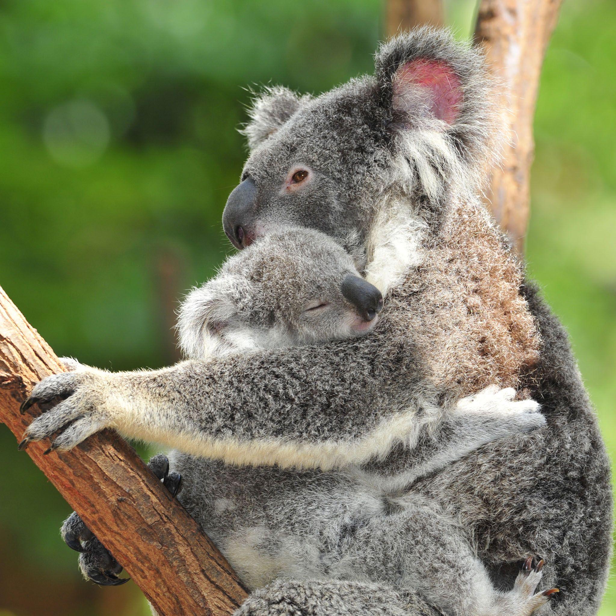Newborn Baby Koalas