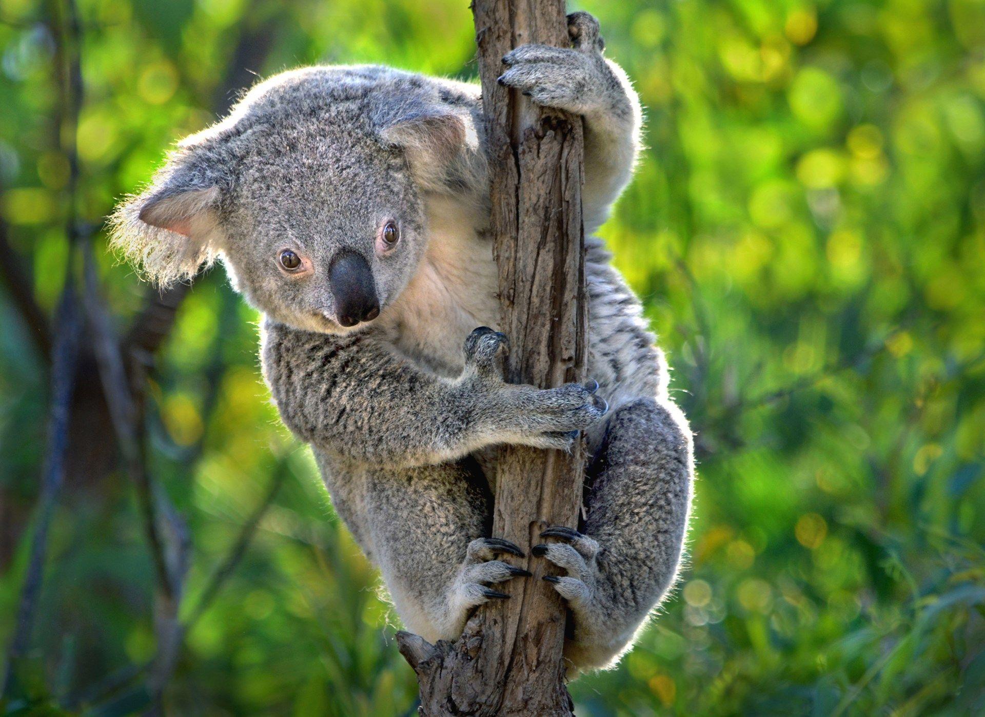High Quality koala picture category. ololoshenka