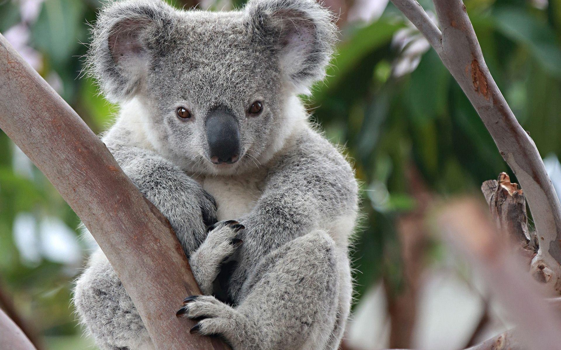 Koala Arboreal Herbivorous Marsupial # 1920x1200