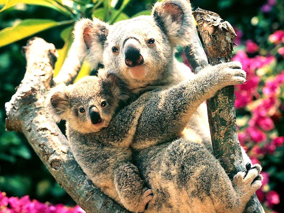 Koalas, Australia, HD Animal Wallpaper, Pet Love, Cool Animals