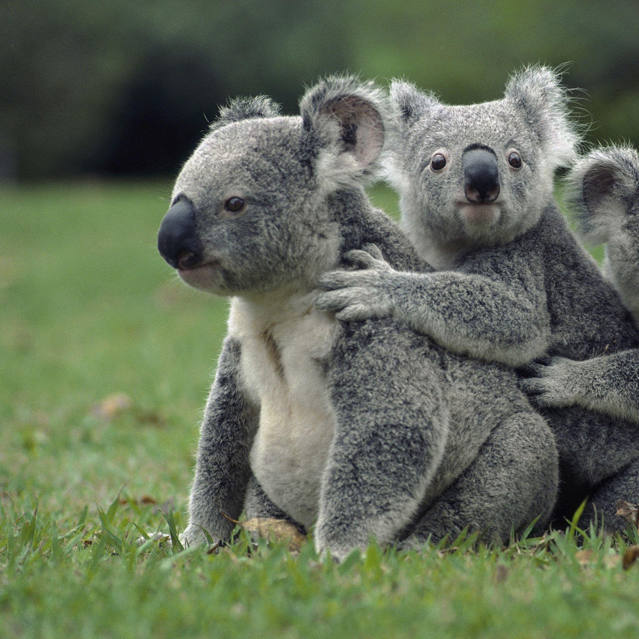 Download Wallpaper 2048x2048 Koalas, Grass, Sit, Family New iPad