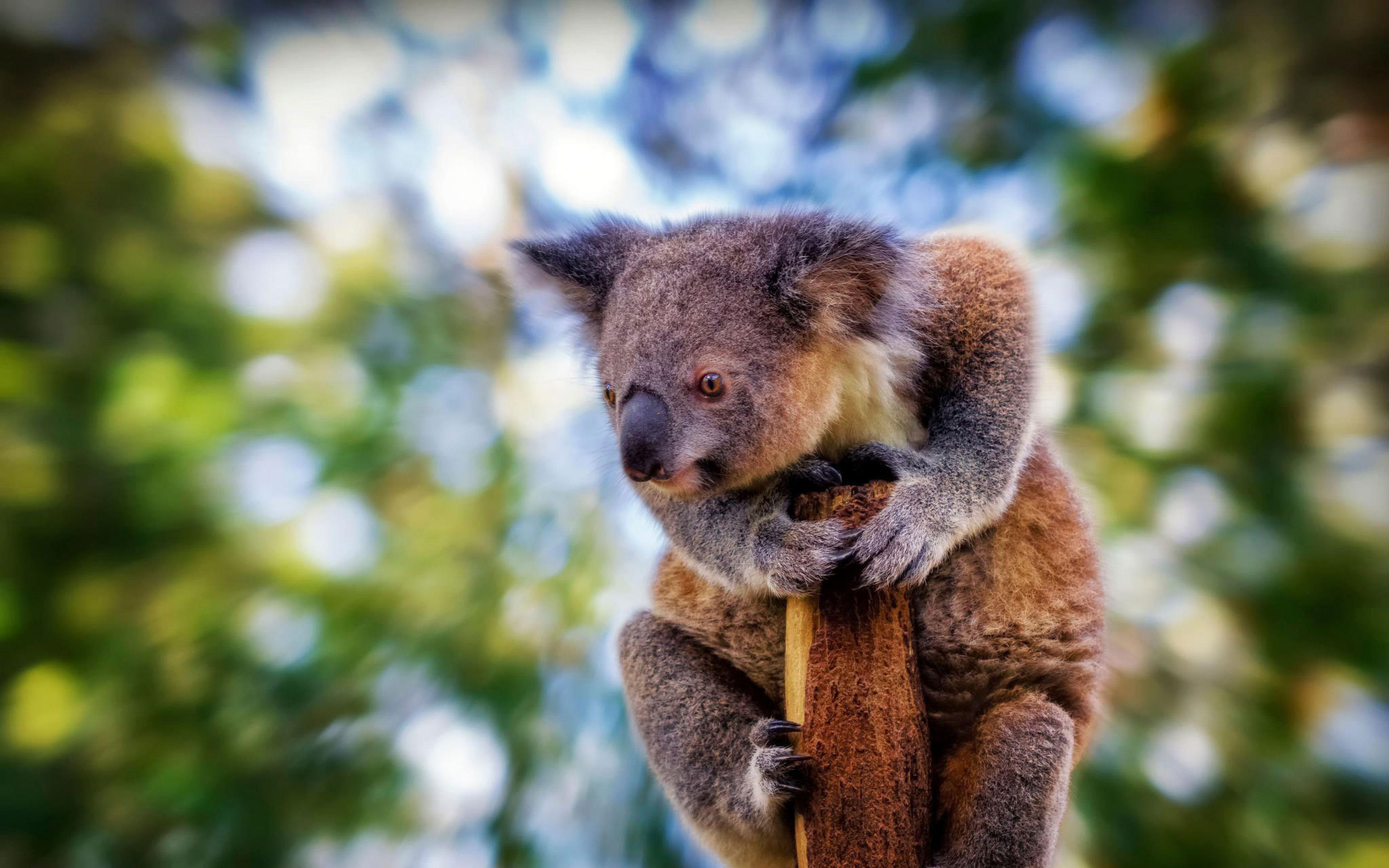 Koala Background