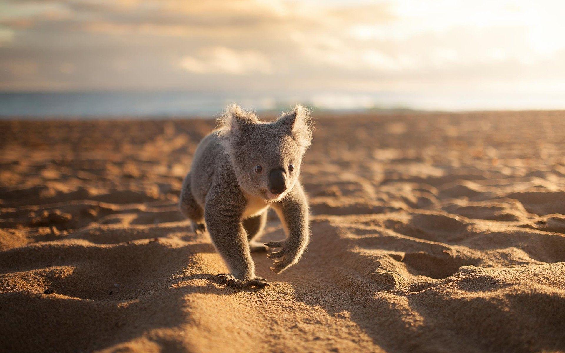 animals, Koalas, Beach, Sand Wallpaper HD / Desktop and Mobile