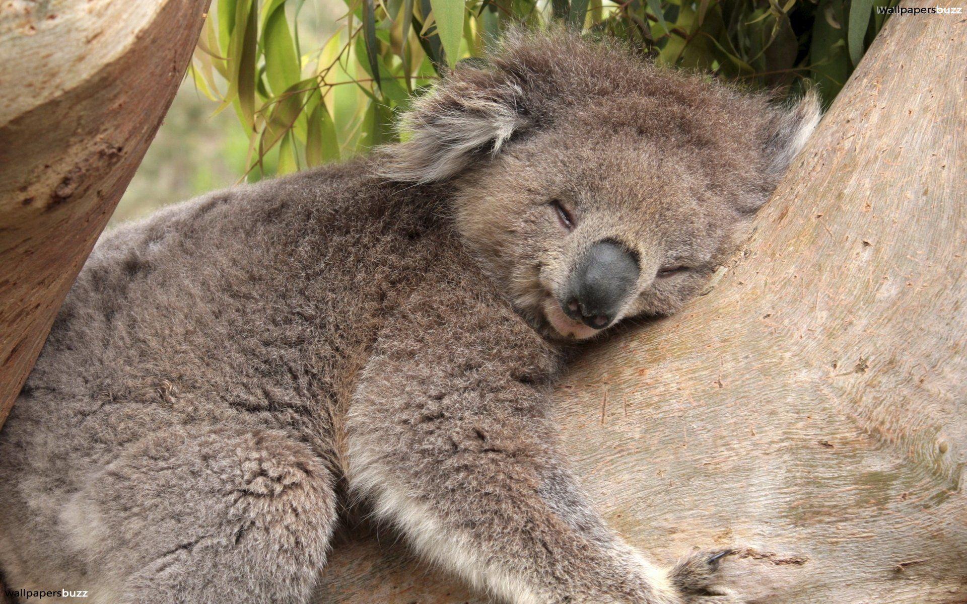 Sleeping koala HD Wallpaper