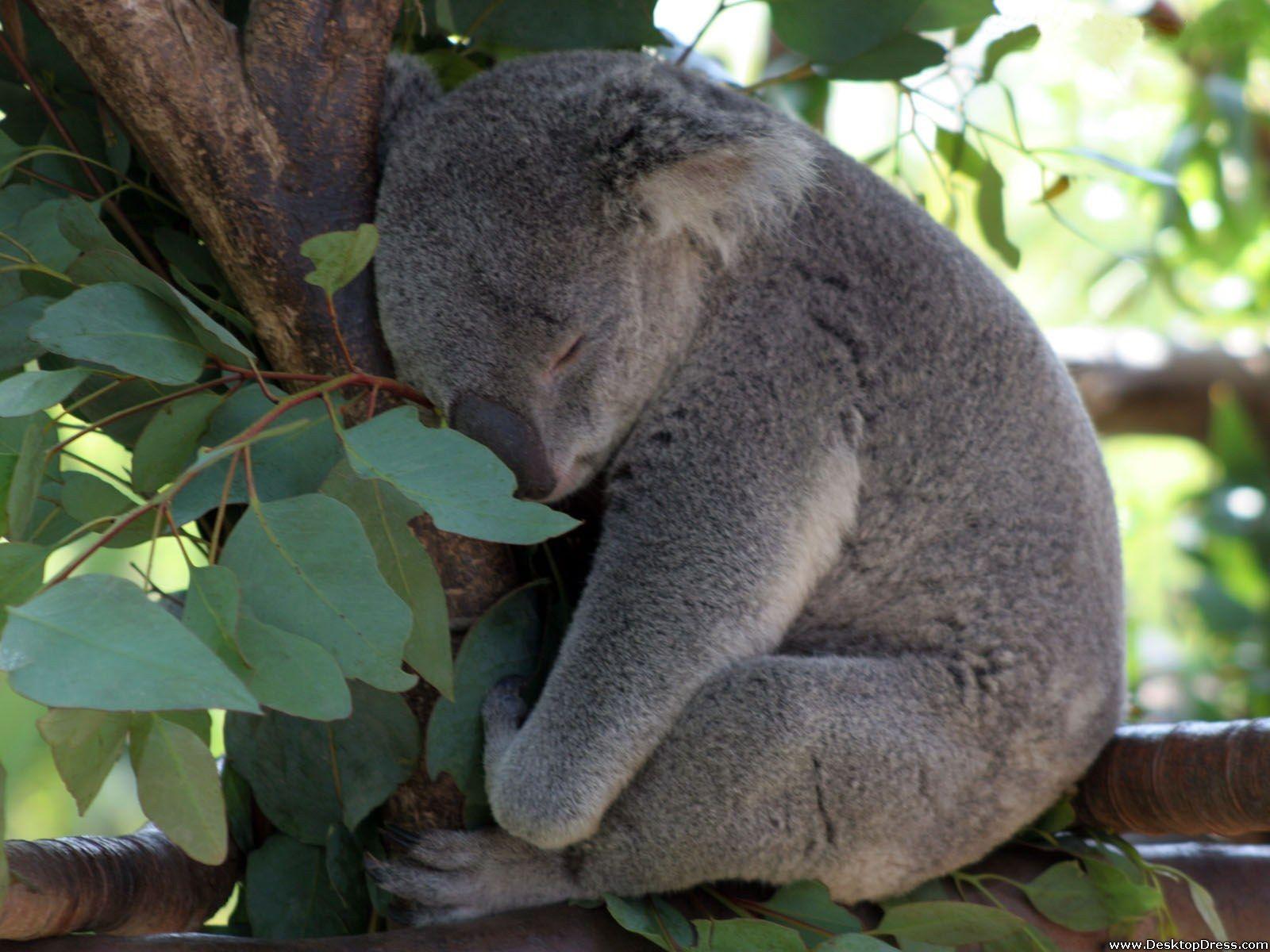 Desktop Wallpaper Animals Background Baby Koala Bear