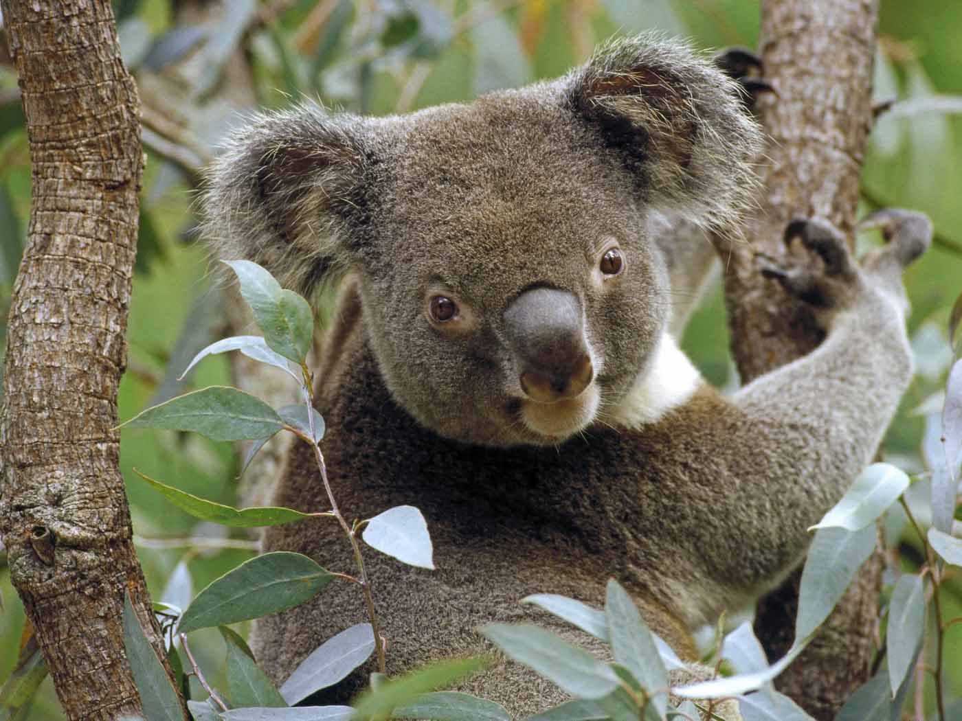 koala bear. picture of koala bear koala bears pics of koala bears