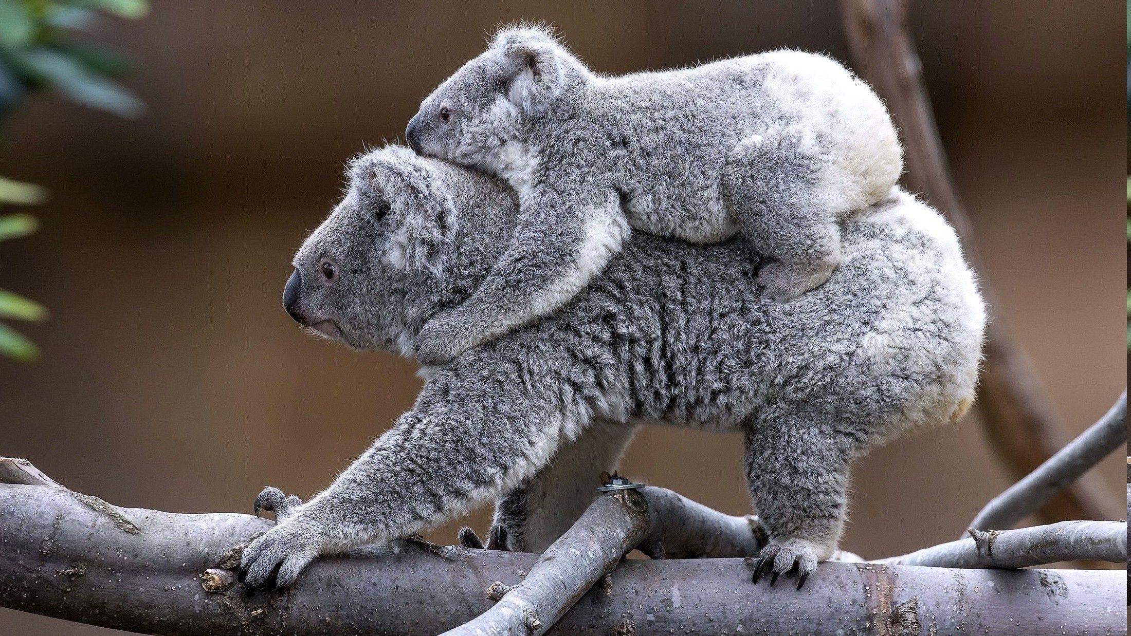 nature, Koalas, Animals, Trees Wallpaper HD / Desktop and Mobile