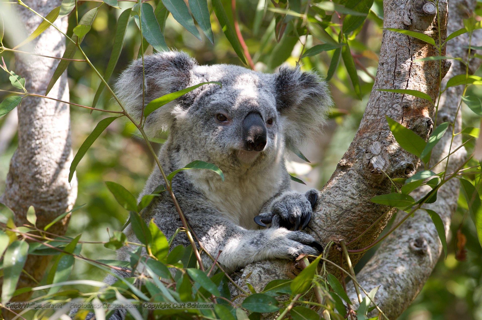 Animals Wallpaper: Image Of Koala Bears Wallpaper Desktop With