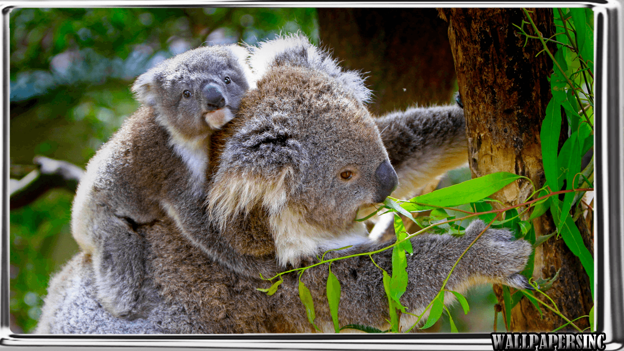 Koala Wallpaper Apps on Google Play