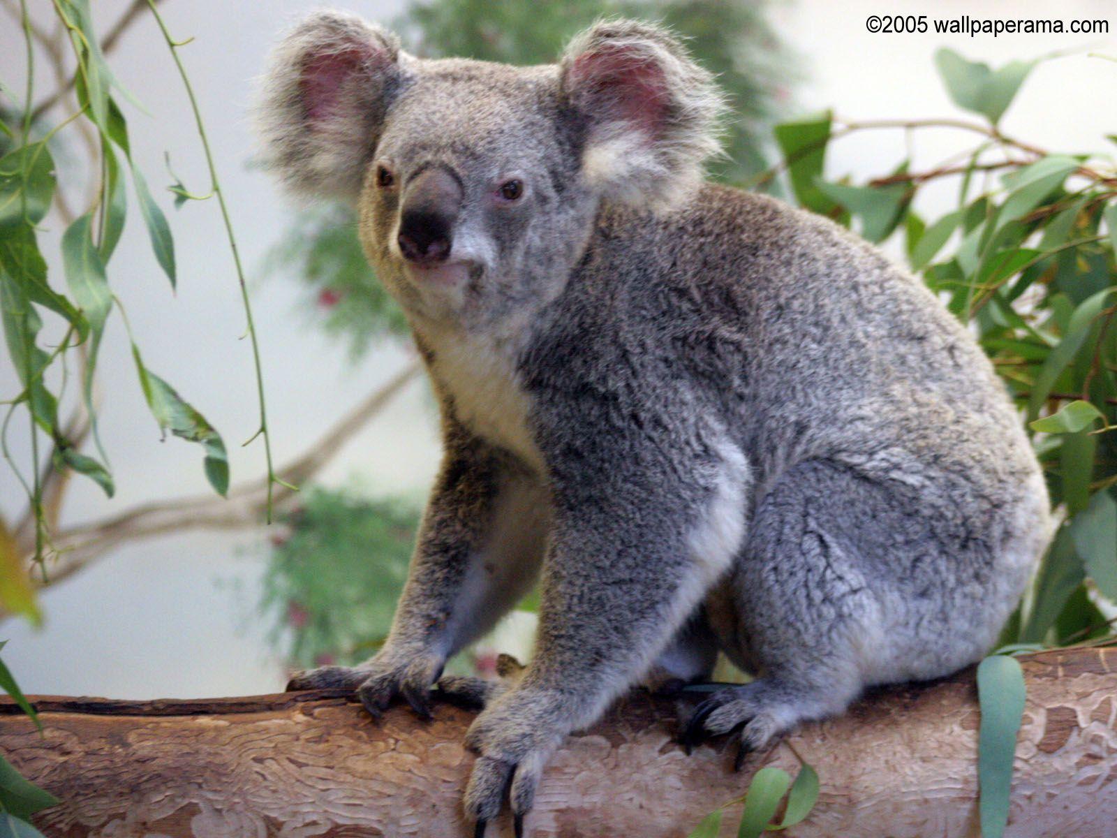 Koala Bear Wallpaper Free HD Background Image Picture