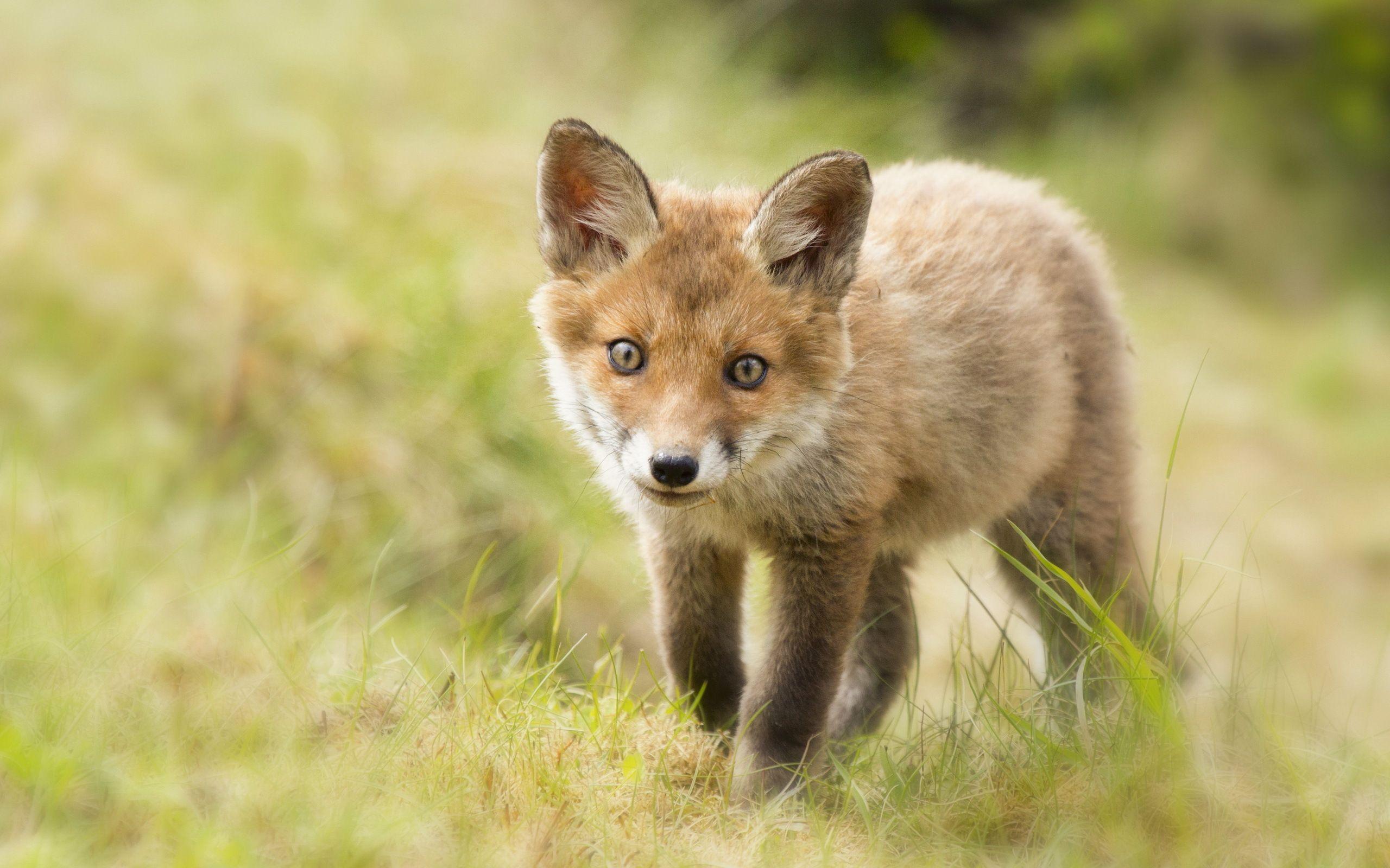 Baby Fox HD 34468 2560x1600 px