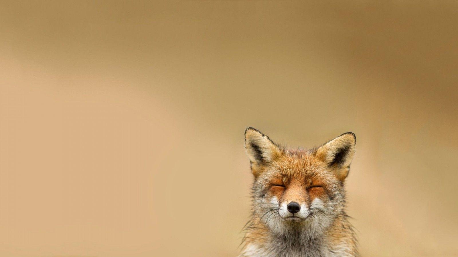 Baby Fox Wallpaper 34469 1600x900 px