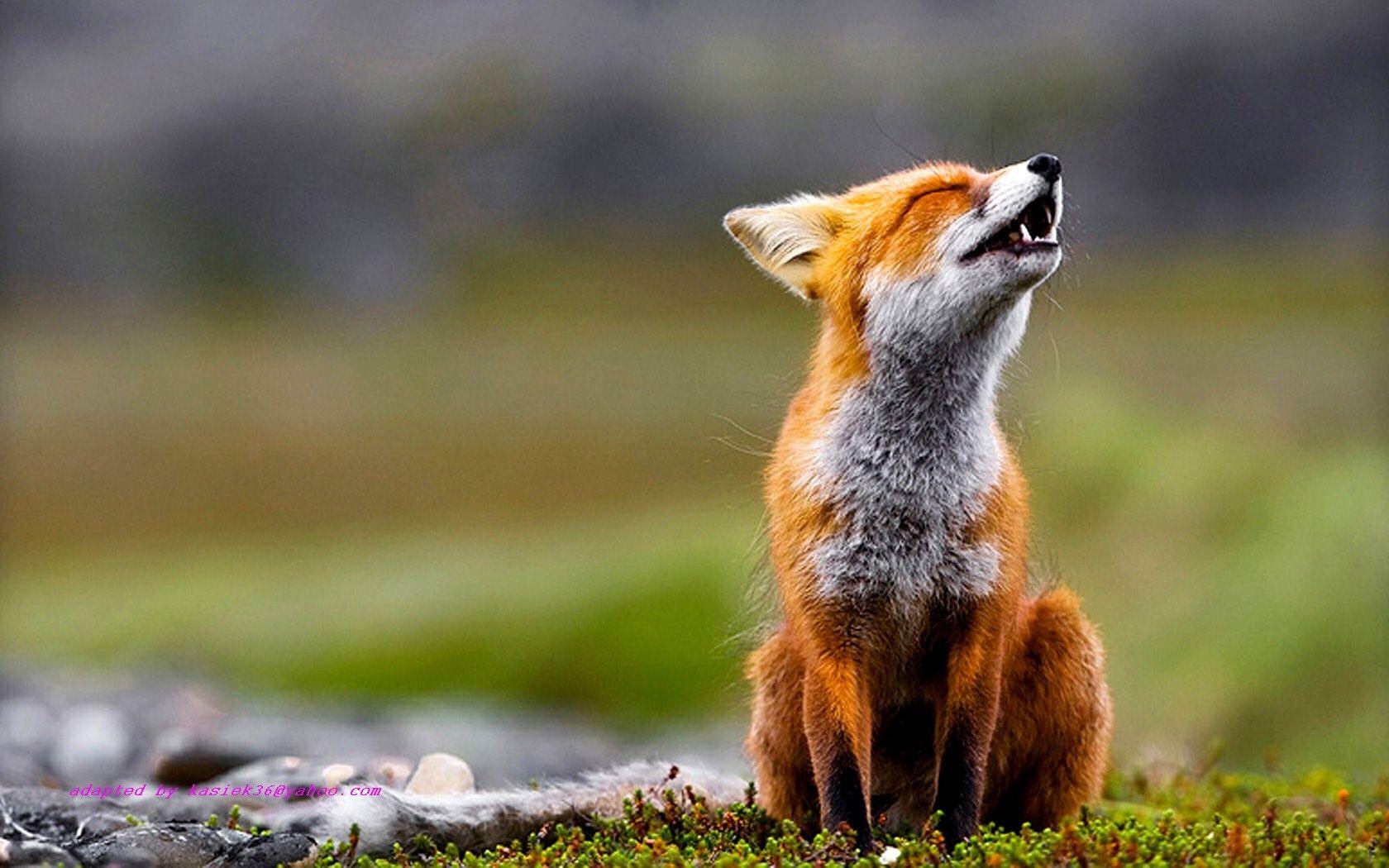 Fox Wallpaper Animal