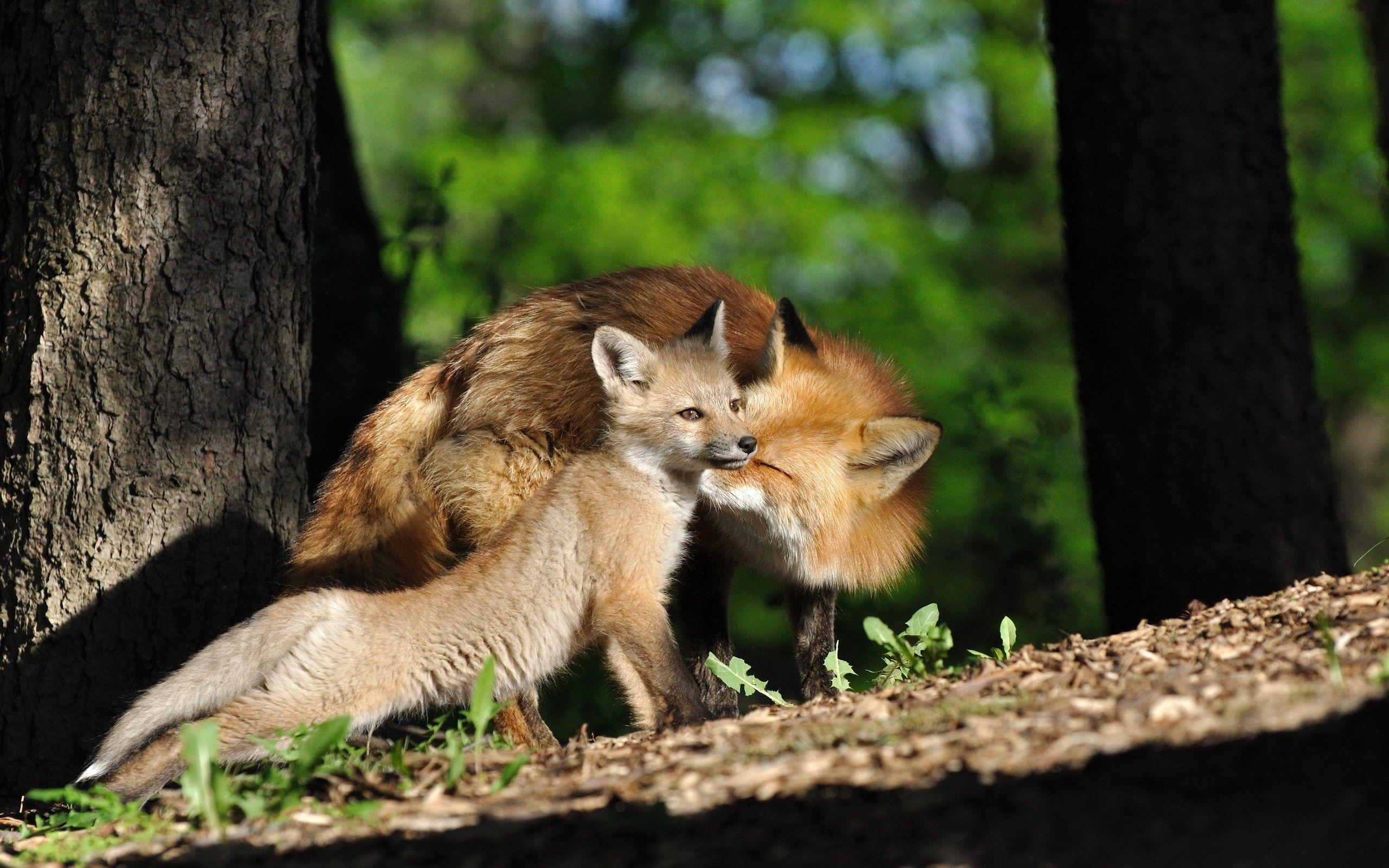 Baby Fox Wallpapers - Wallpaper Cave