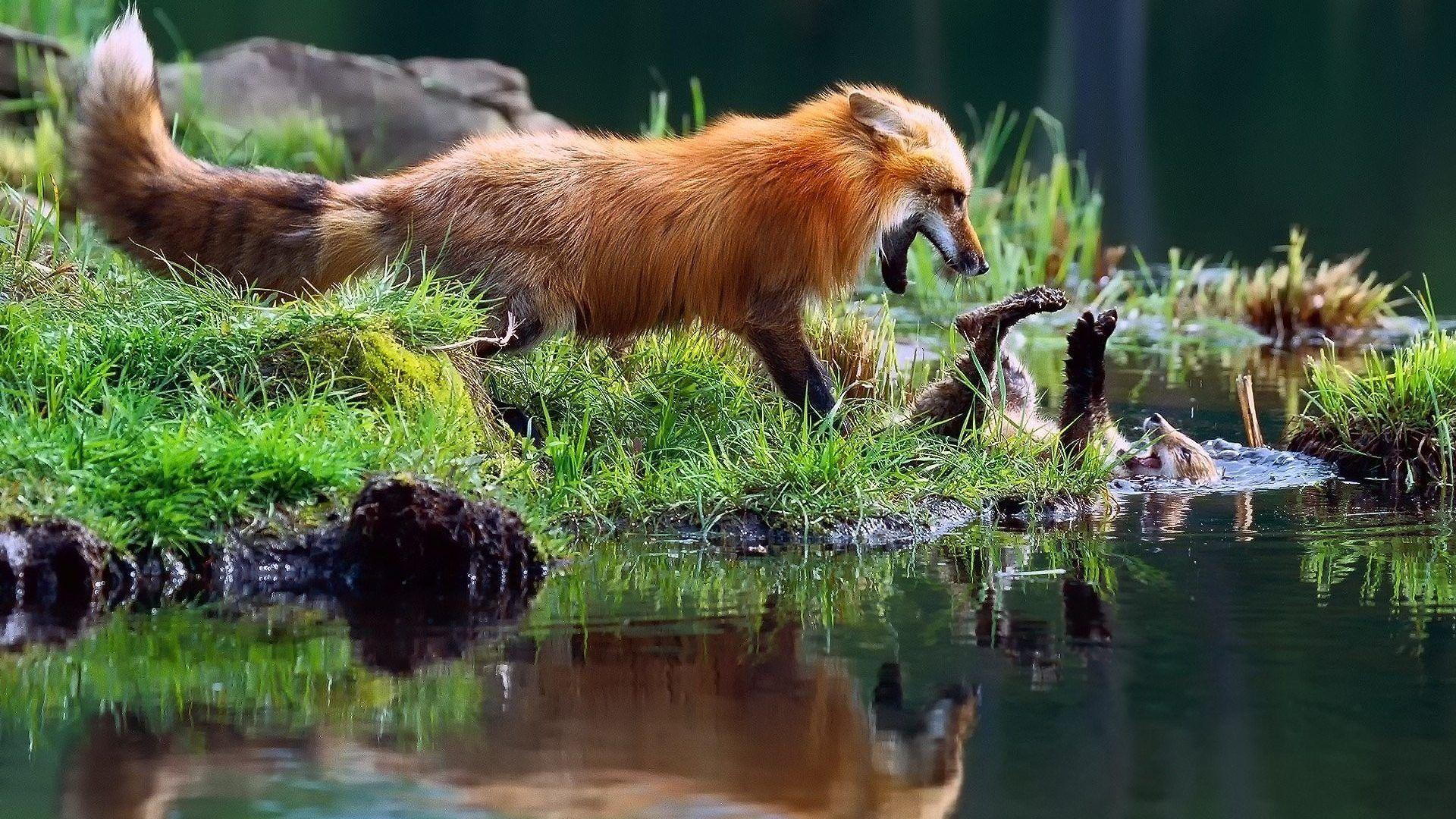Baby Animals: Foxes Baby Red Fox Image Of Zoo Animals for HD 16:9