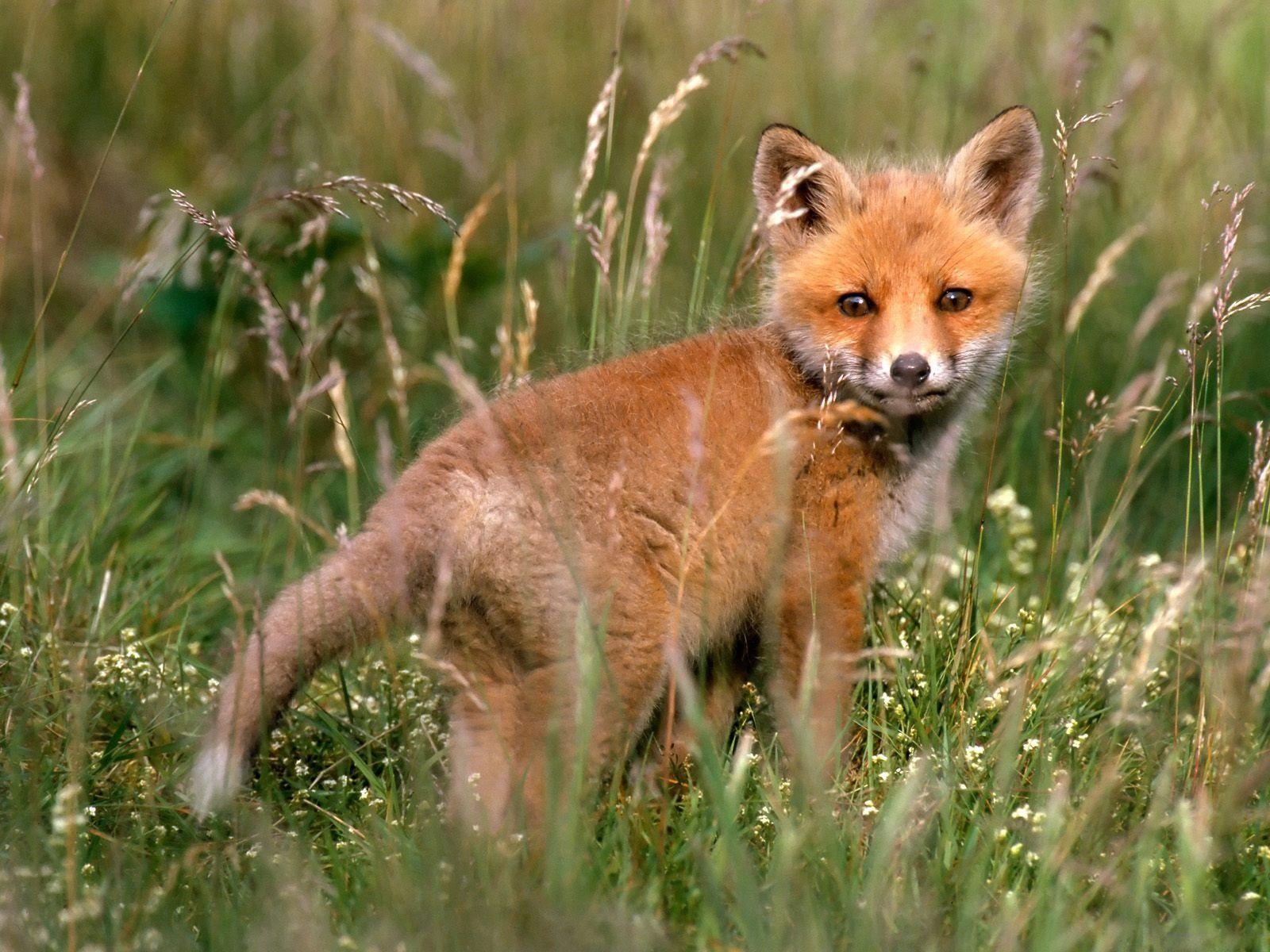 Wallpaper Fox, Young fox, Grass, Baby, Walk HD, Picture, Image