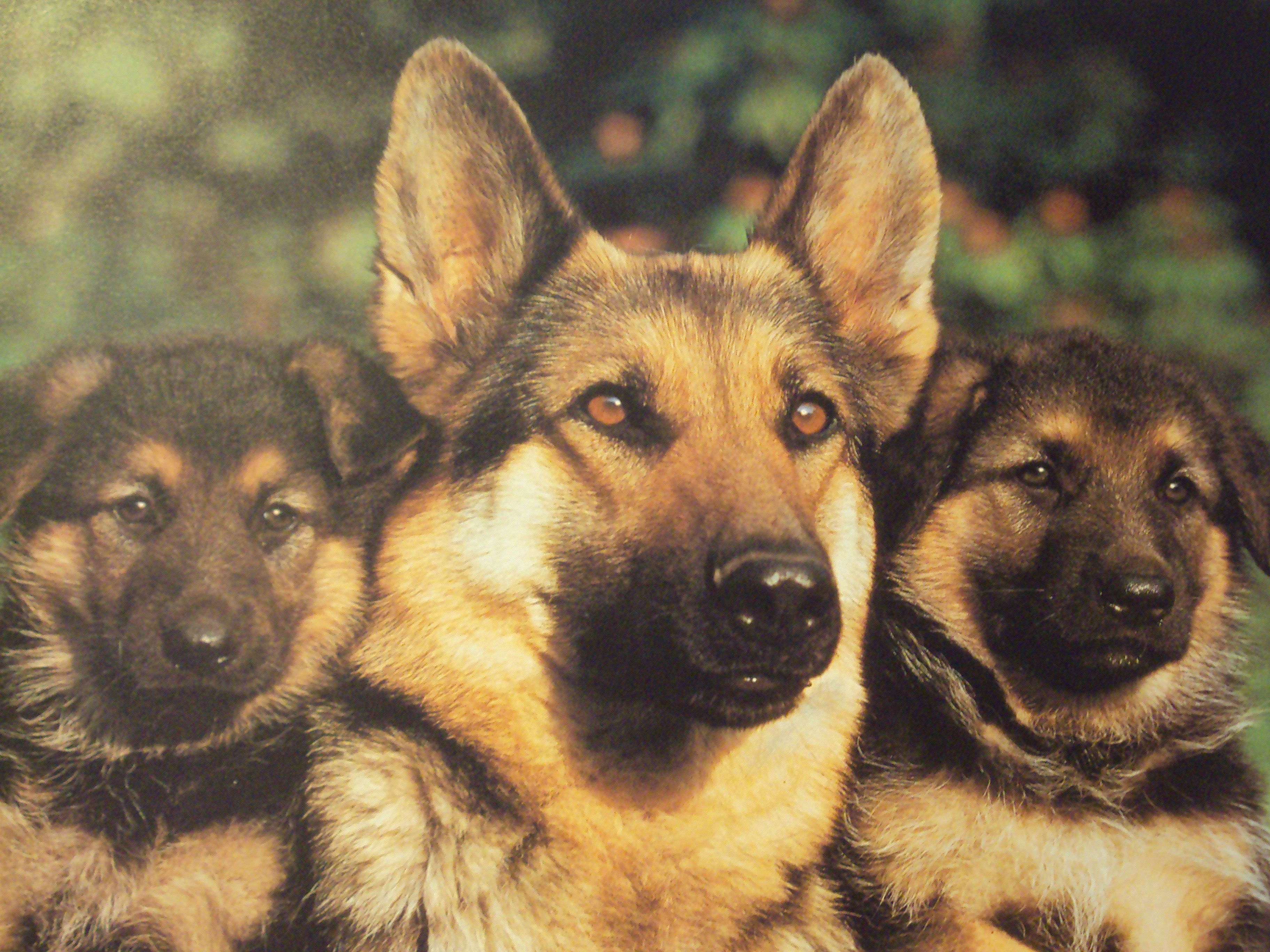 The German Shepherd Dog Club of America was established in 1913