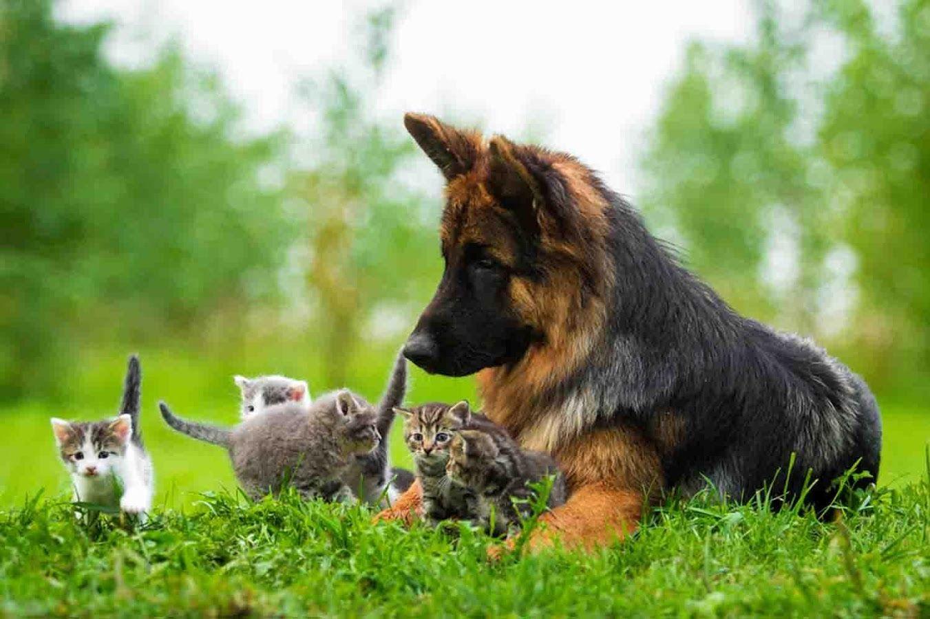 German Shepherd Puppies Apps on Google Play