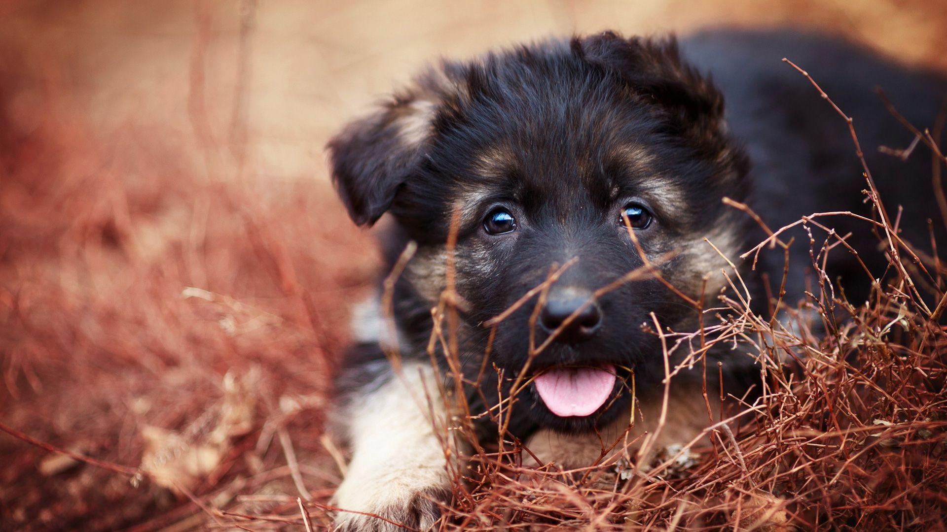 German Shepherd Puppy, Protruding tongue）HD Dog Wallpaper