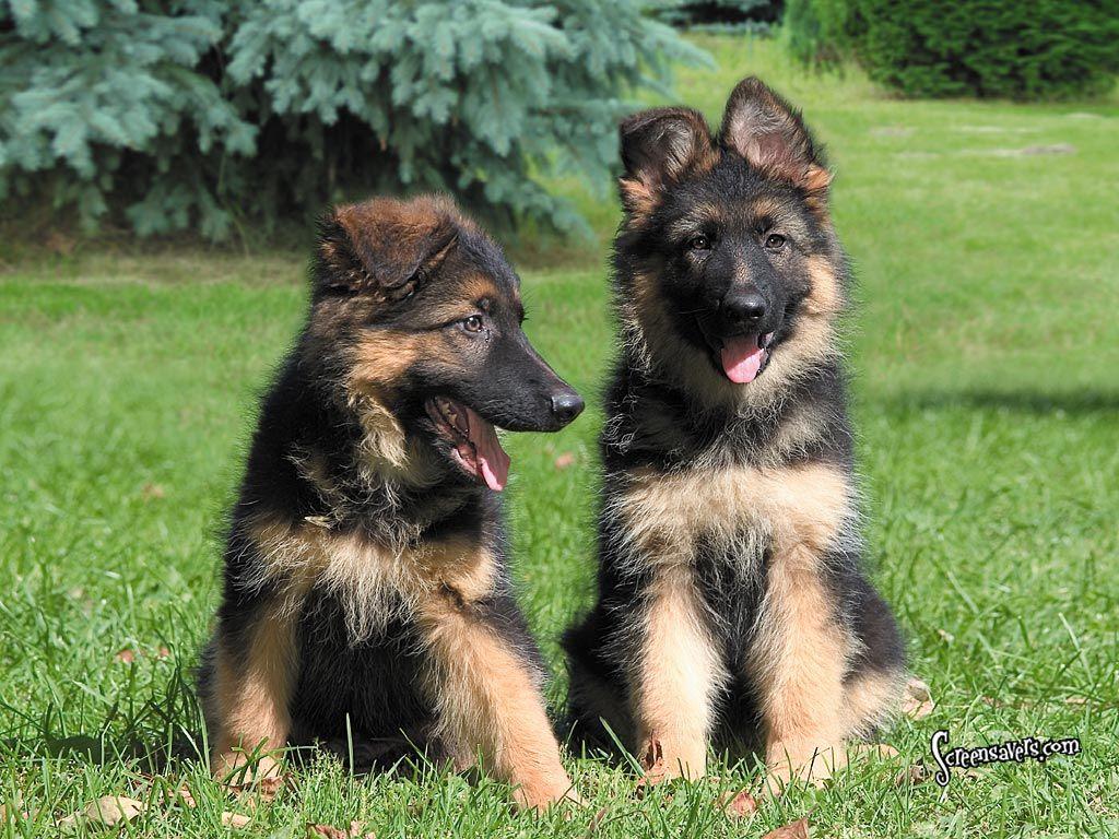 German Shepherd Puppies. German Shepherd Puppies Wallpaper