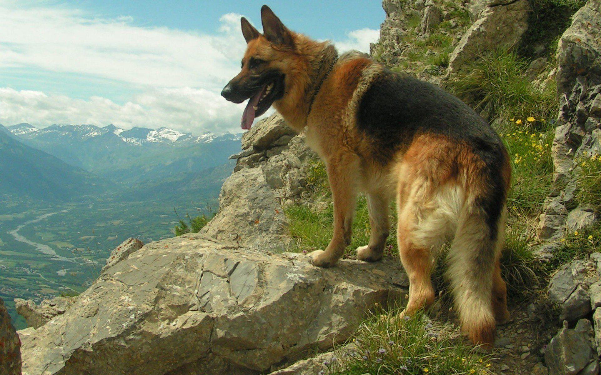 German Shepherd Wallpaper · K HD Desktop Background Phone Image