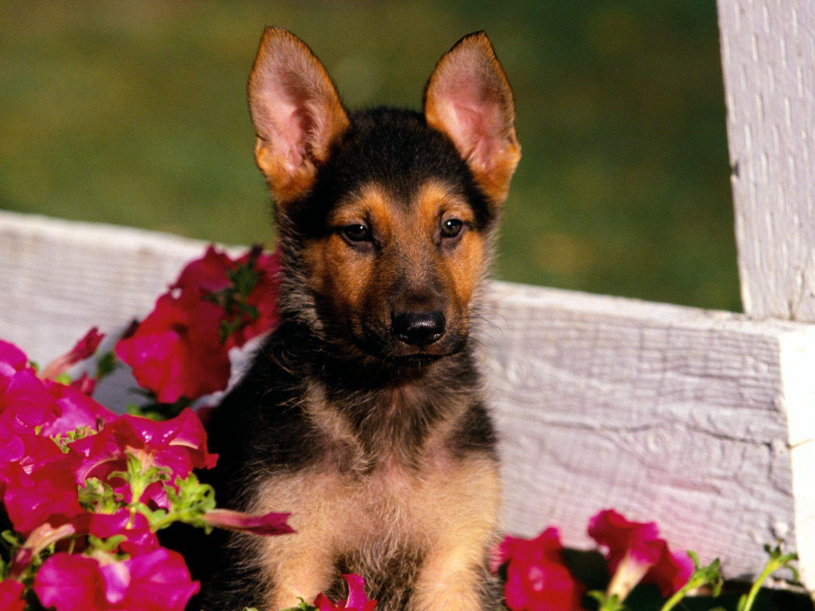 german shepherd puppy. HD Windows Wallpaper