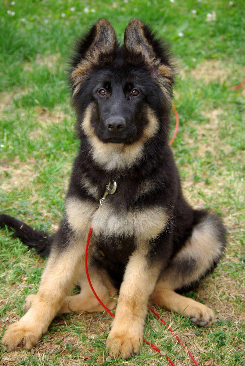 Sitting German Shepherd puppy photo and wallpaper. Beautiful Sitting